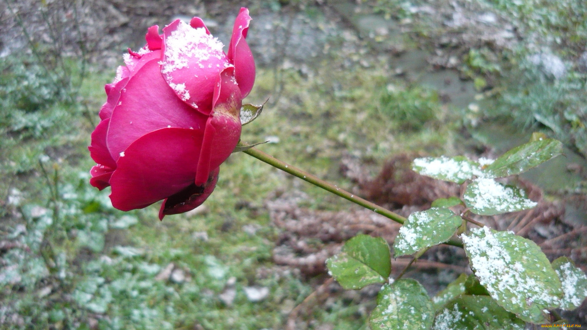 цветы, розы, цветок, зелень, снег
