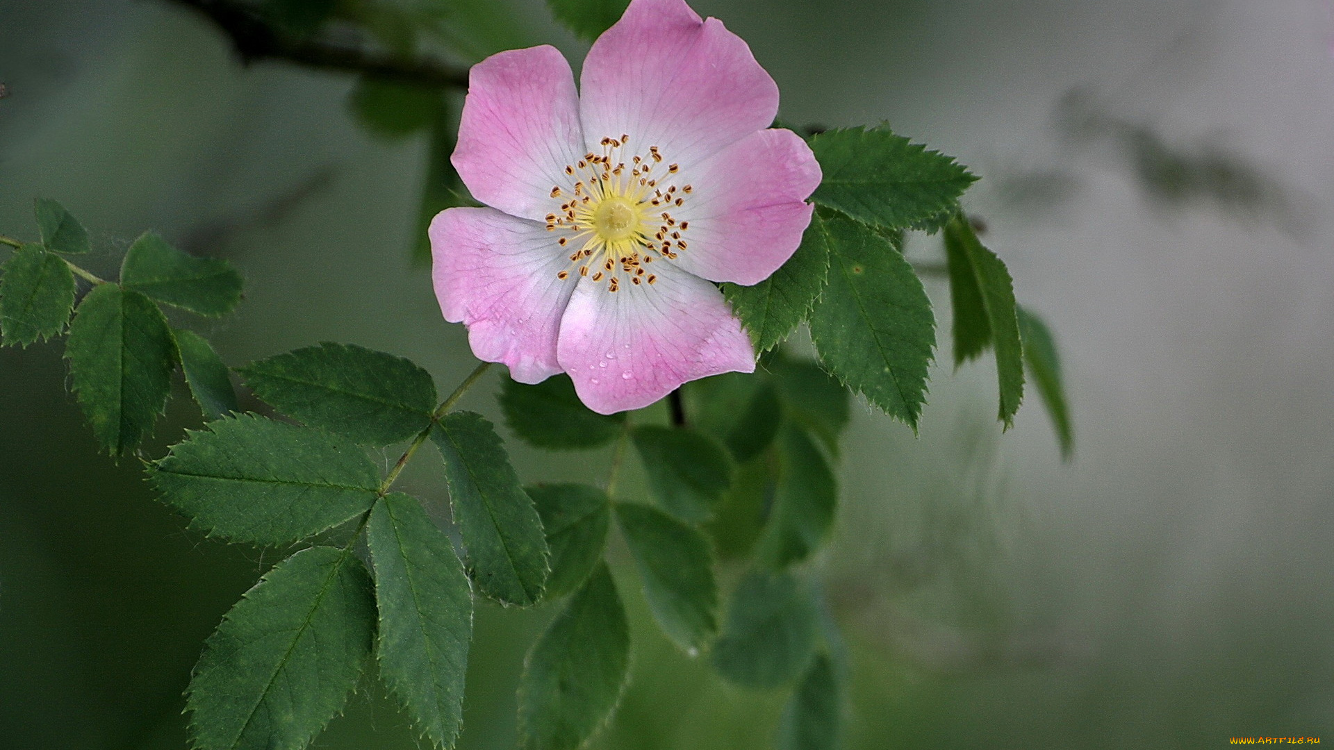 цветы, шиповник, один