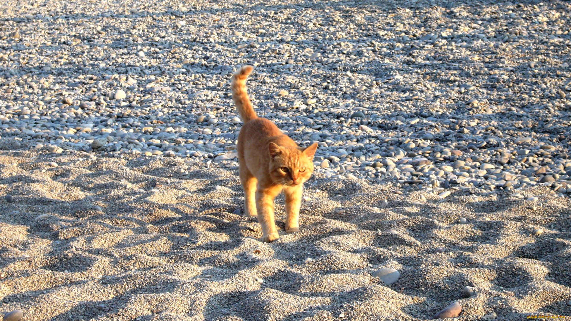 животные, коты, кот, кошка, котенок, рыжий, пляж, песок, камни, галька