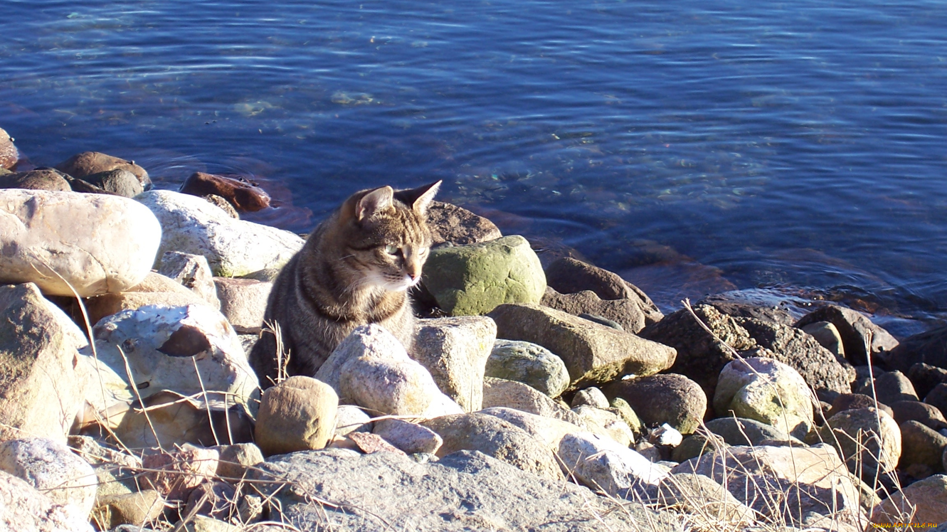 животные, коты, кот, кошка, море