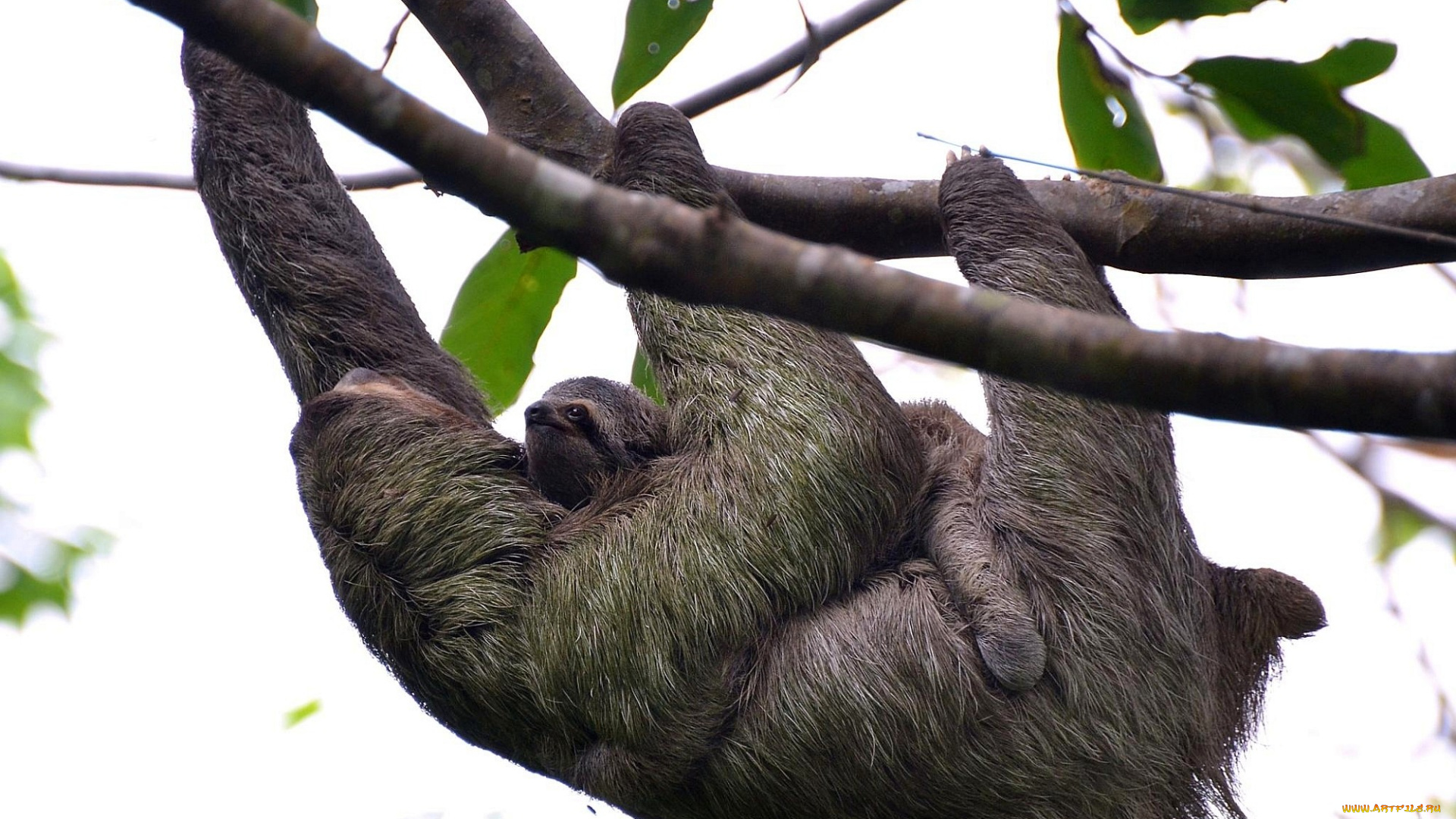 животные, ленивцы, мама, детеныш, ветка, шерсть