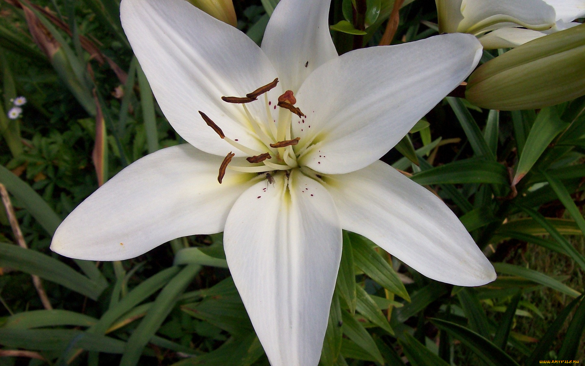 цветы, лилии, лилейники, белый