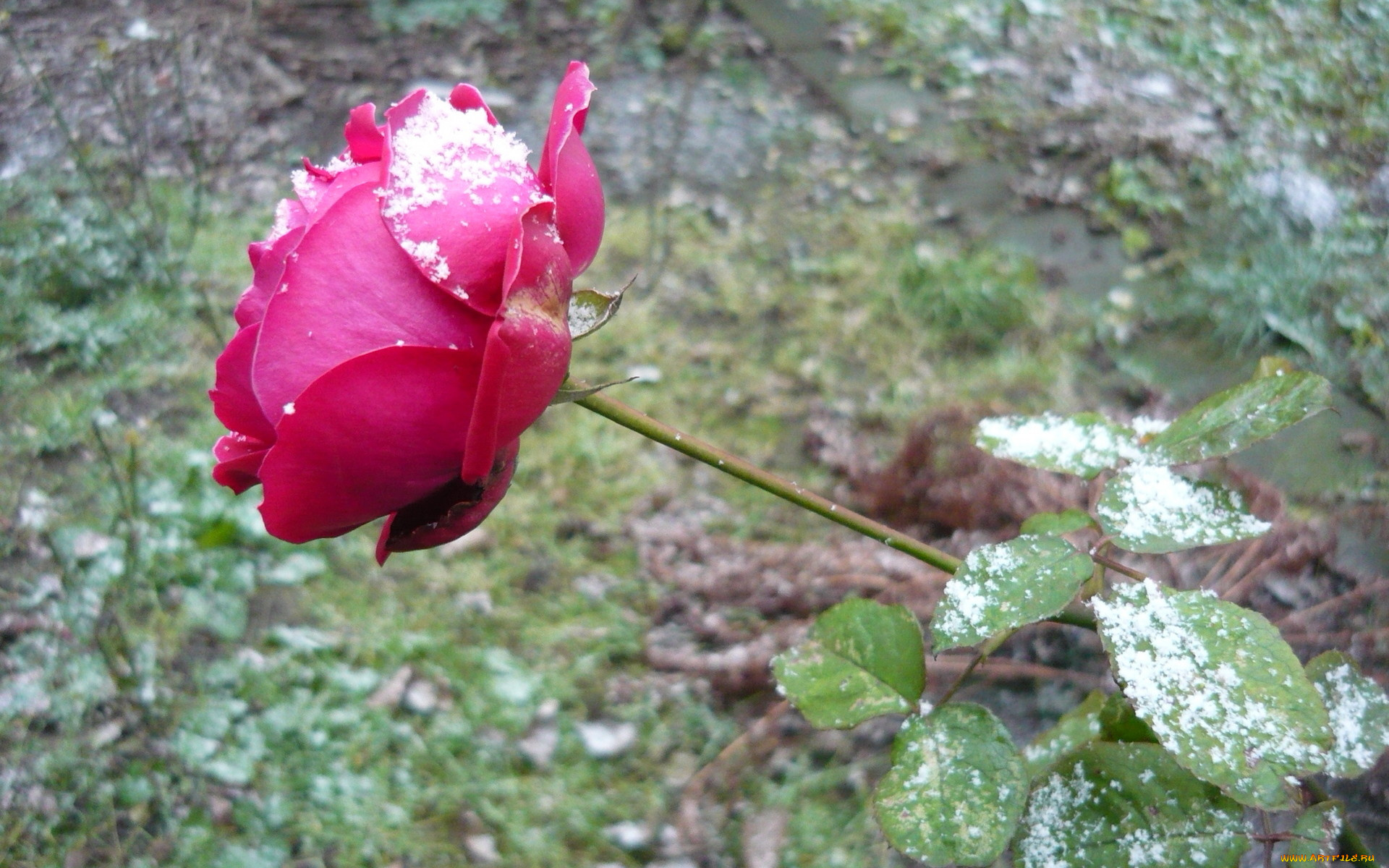 цветы, розы, цветок, зелень, снег