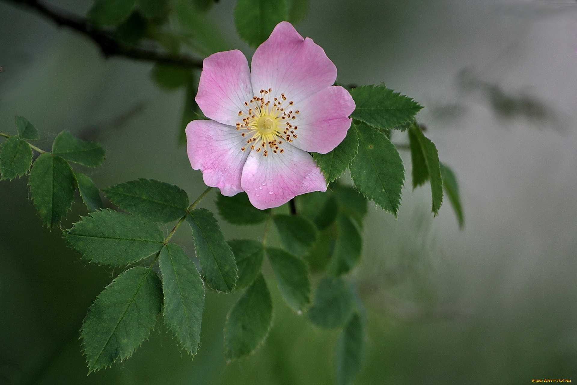 цветы, шиповник, один