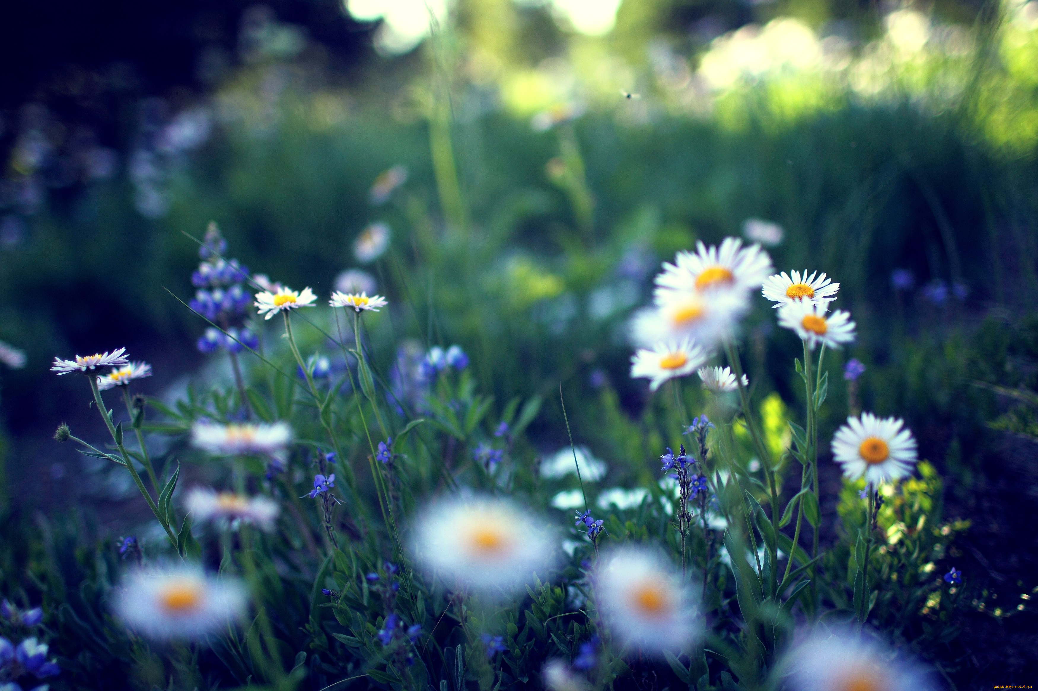 цветы, ромашки, маленький, белый, луг, макро