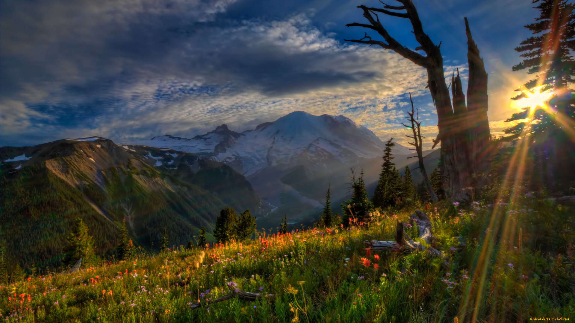 mount, rainier, national, park, природа, горы, закат, цветы, пейзаж