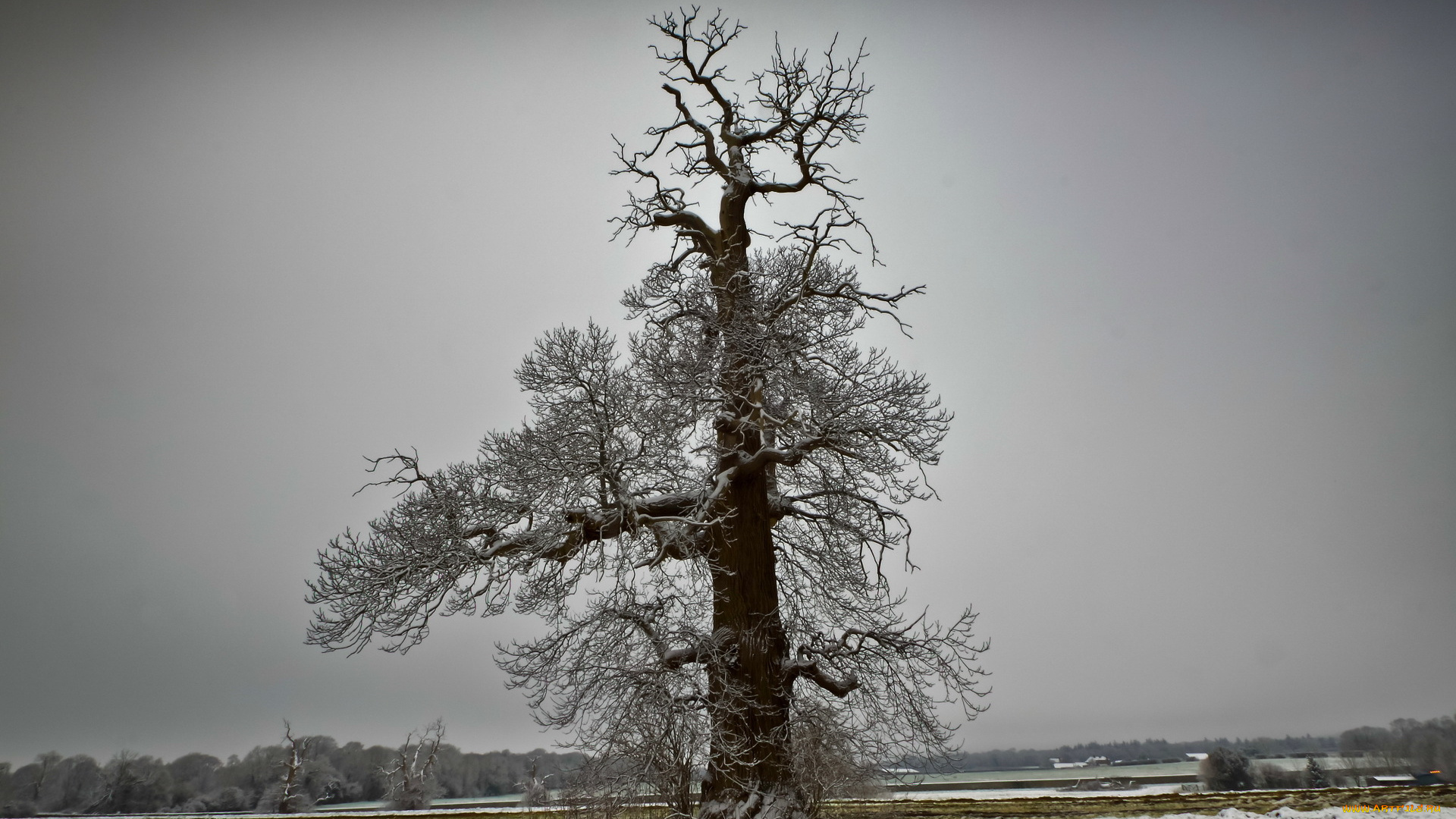 природа, деревья, зима, поле, дерево