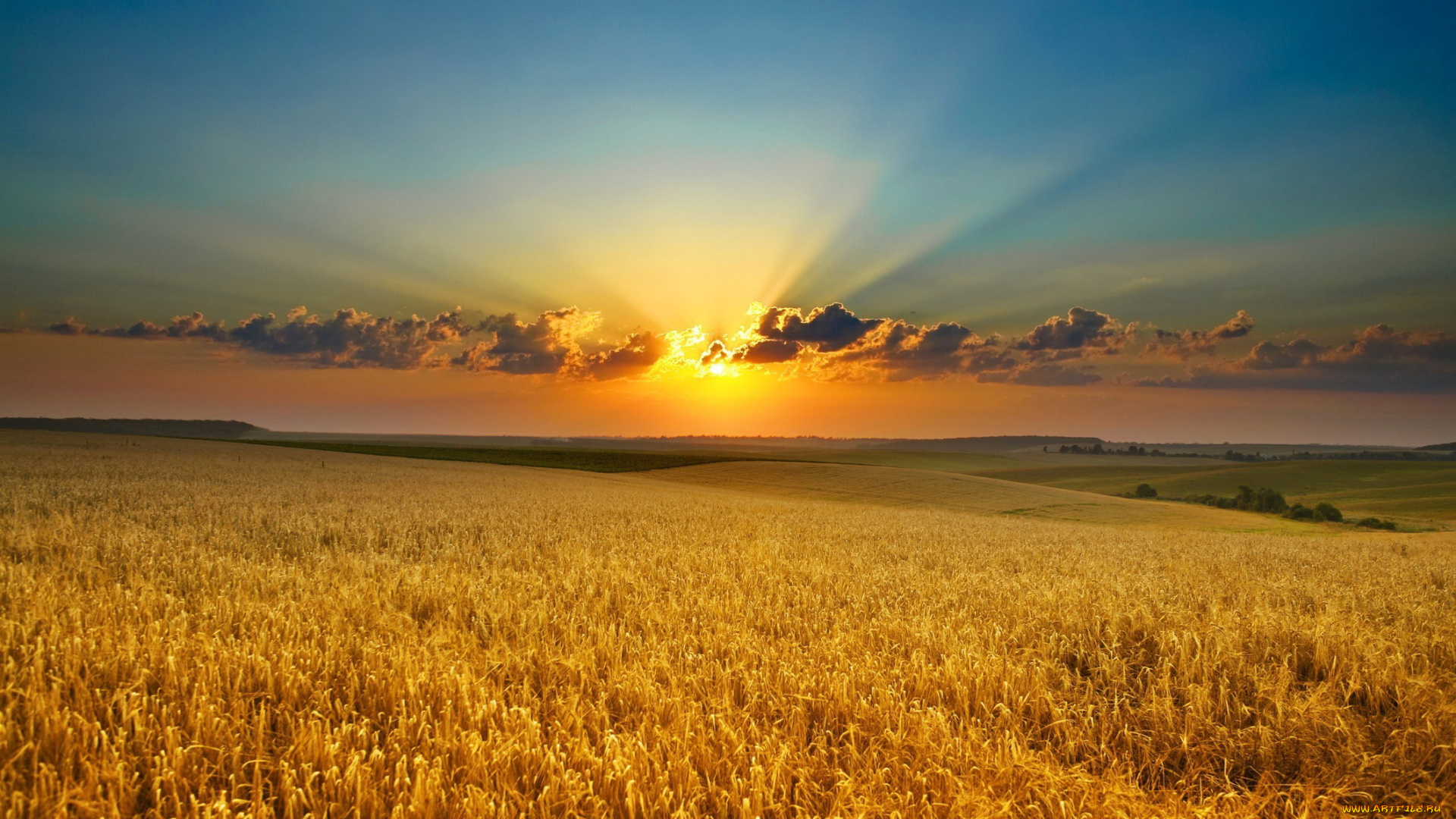 природа, поля, поле, закат