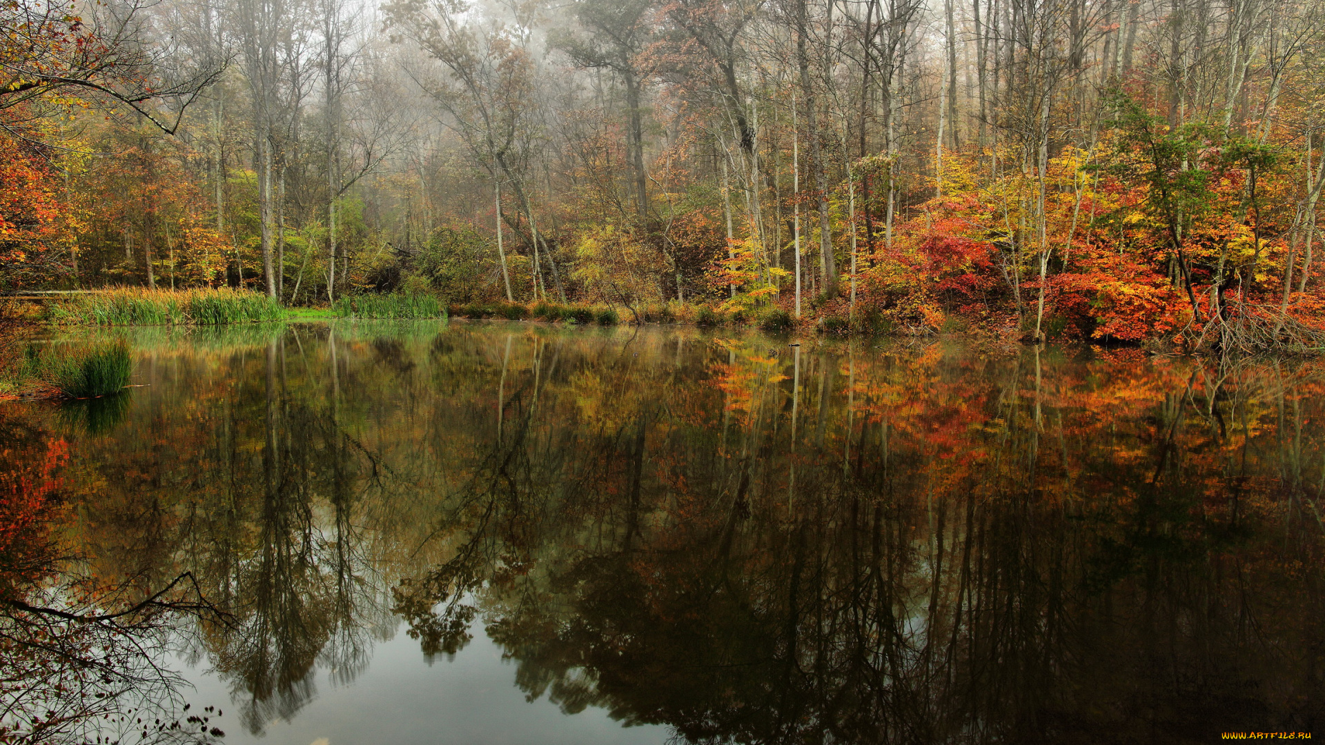природа, реки, озера, река, лес, осень