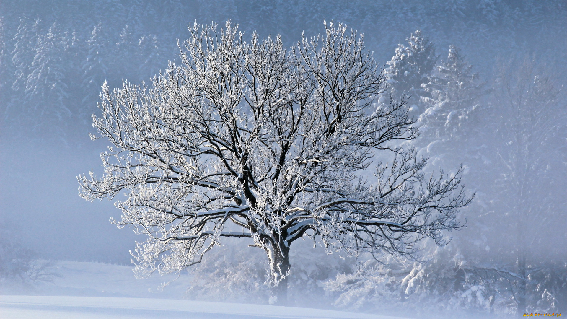 природа, зима, дерево, снег