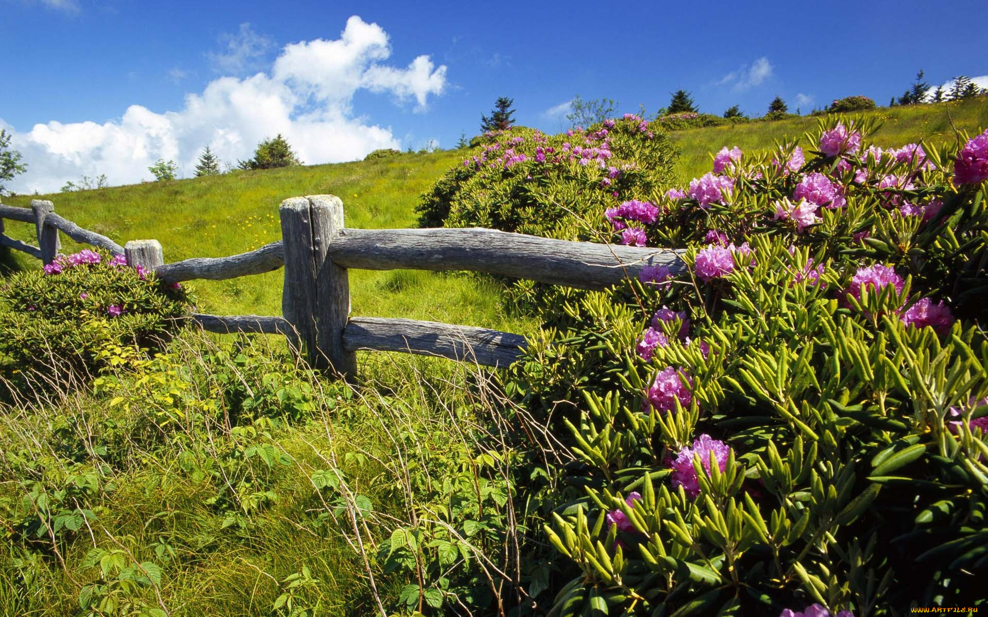 природа, луга, цветы, луг, изгородь, трава