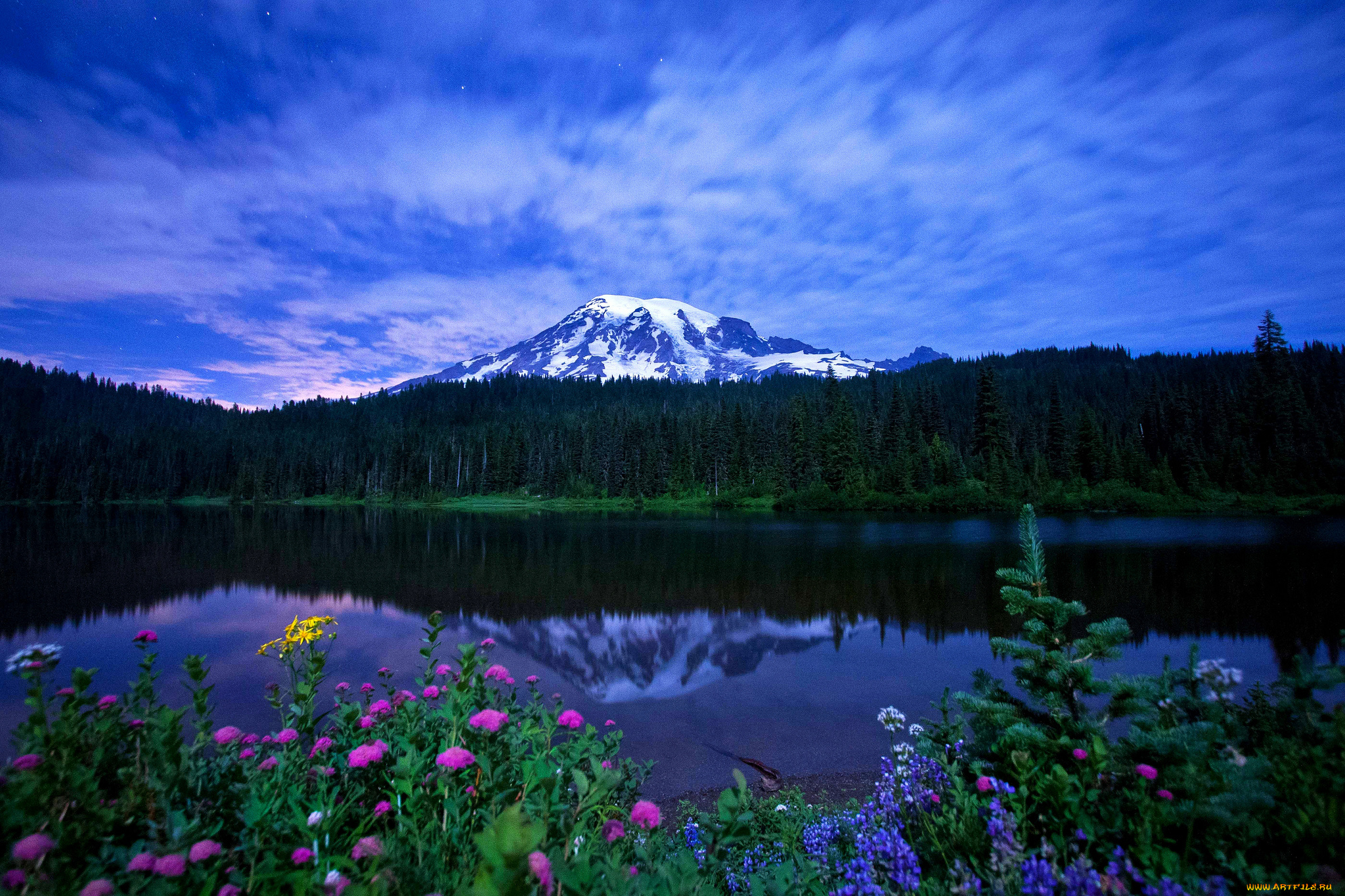 mount, rainier, national, park, природа, реки, озера, озеро, гора, лес, отражение, цветы, пейзаж