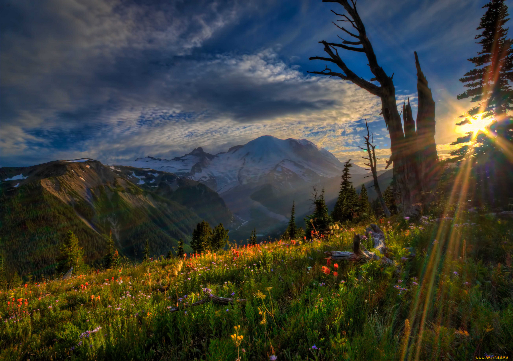 mount, rainier, national, park, природа, горы, закат, цветы, пейзаж