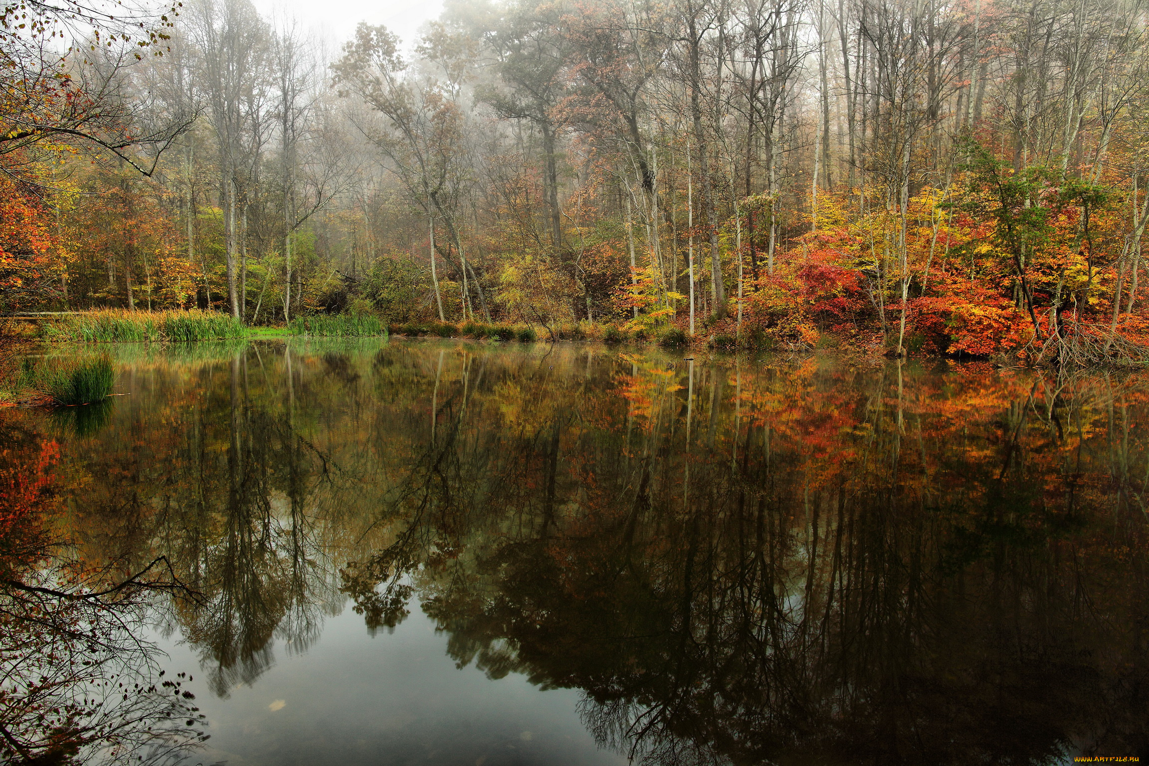 природа, реки, озера, река, лес, осень