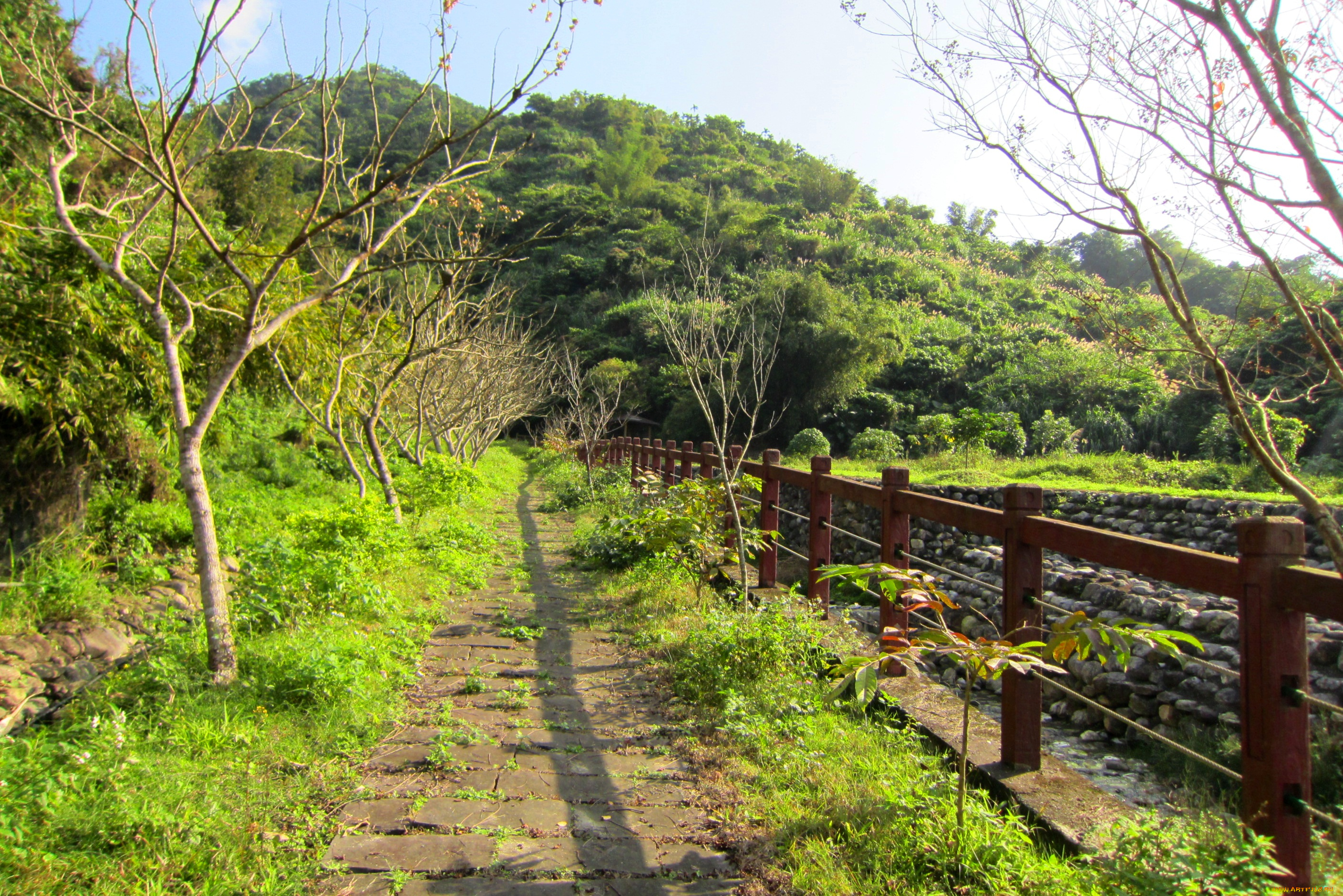 природа, дороги, холмы, трава, деревья, изгородь, дорожка