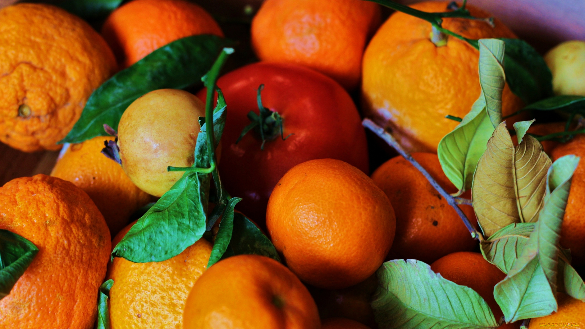 еда, фрукты, и, овощи, вместе, листок, ветка, мандарины, фрукты