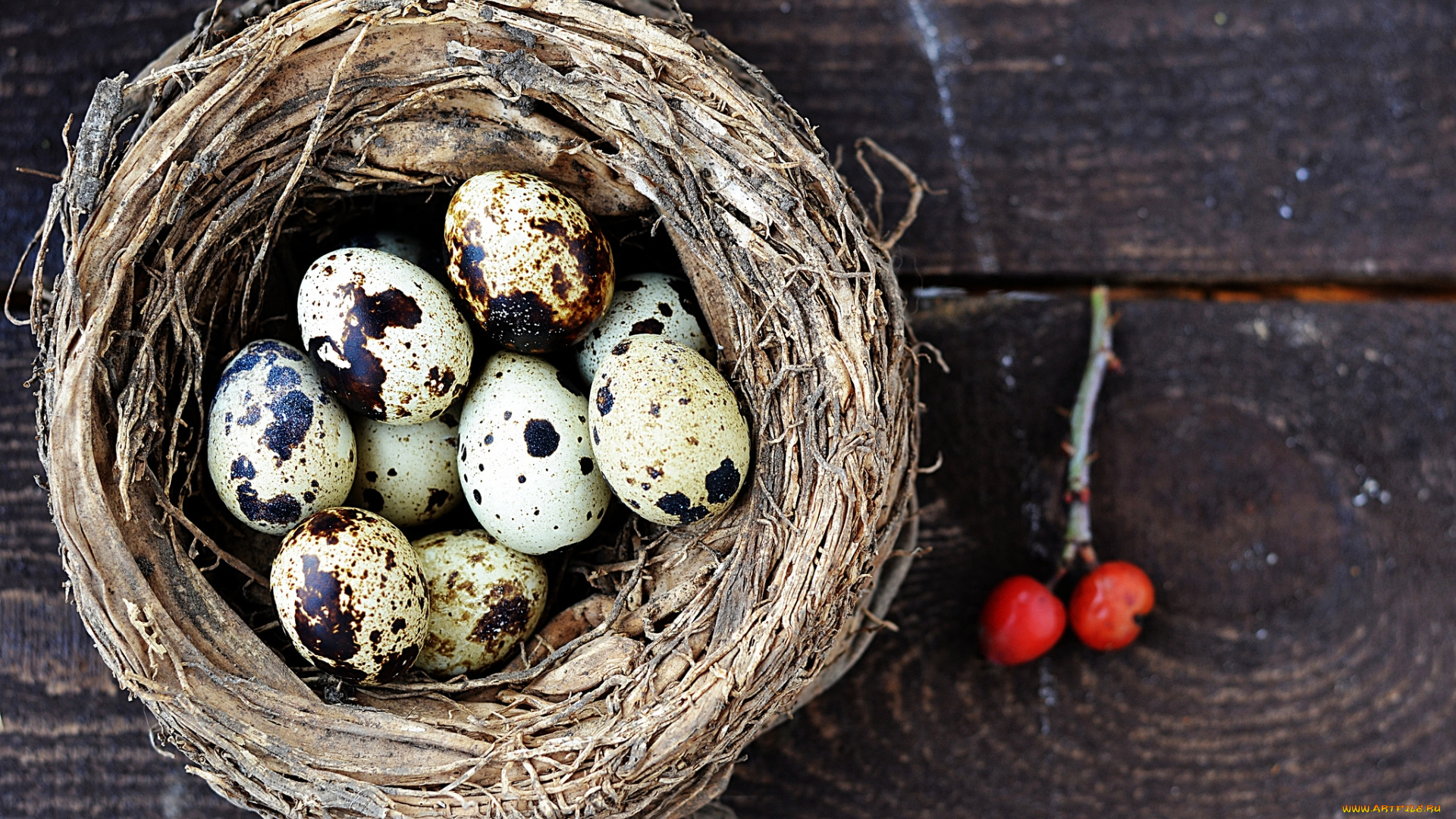 еда, Яйца, яйца, гнездо