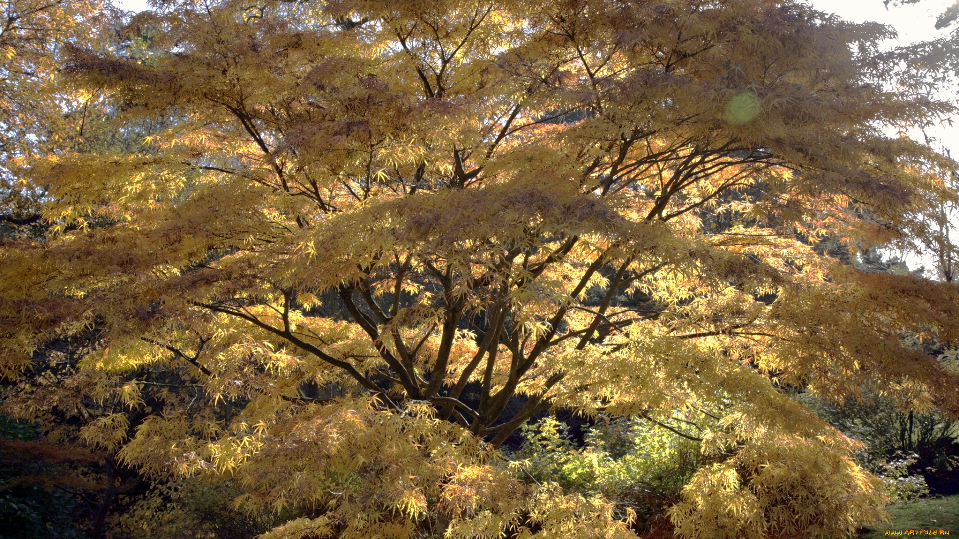 природа, деревья, осень, окрас, дерево