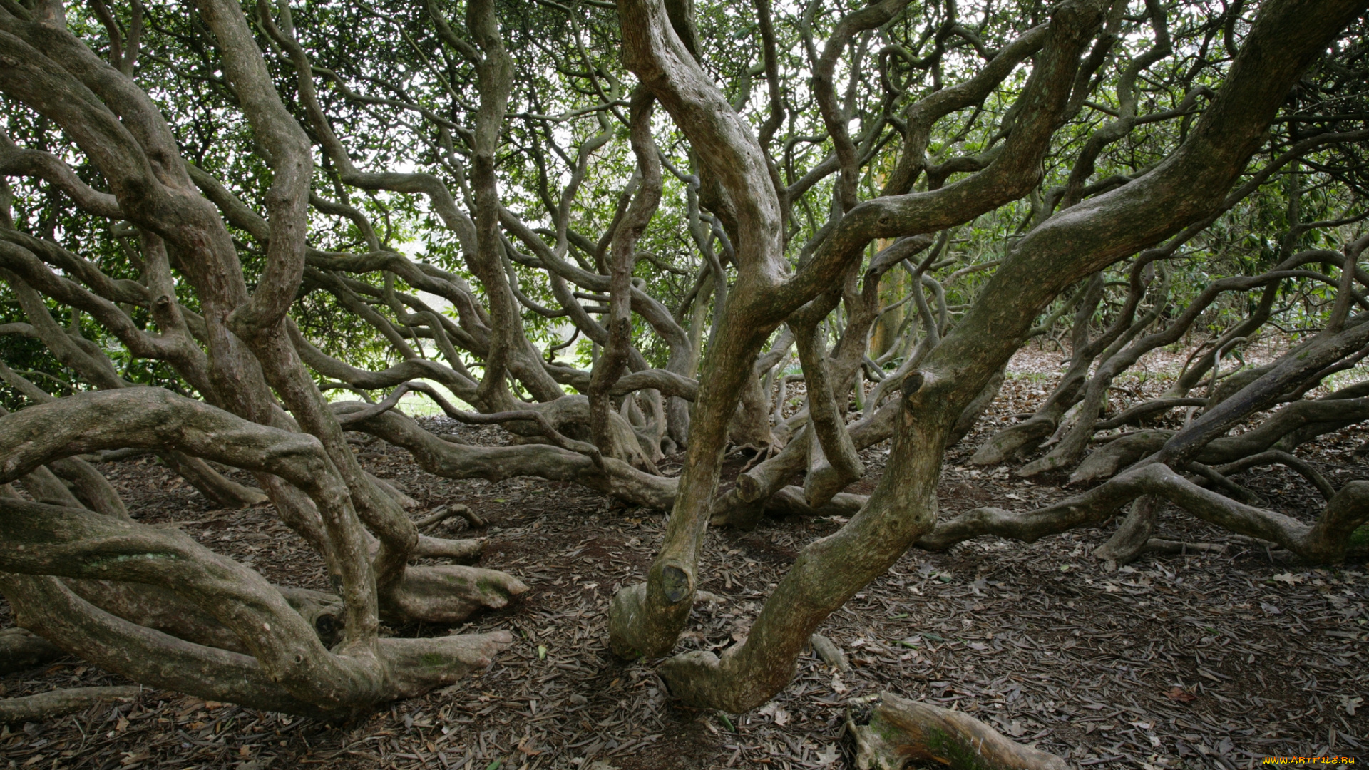 природа, деревья, стволы, дерево