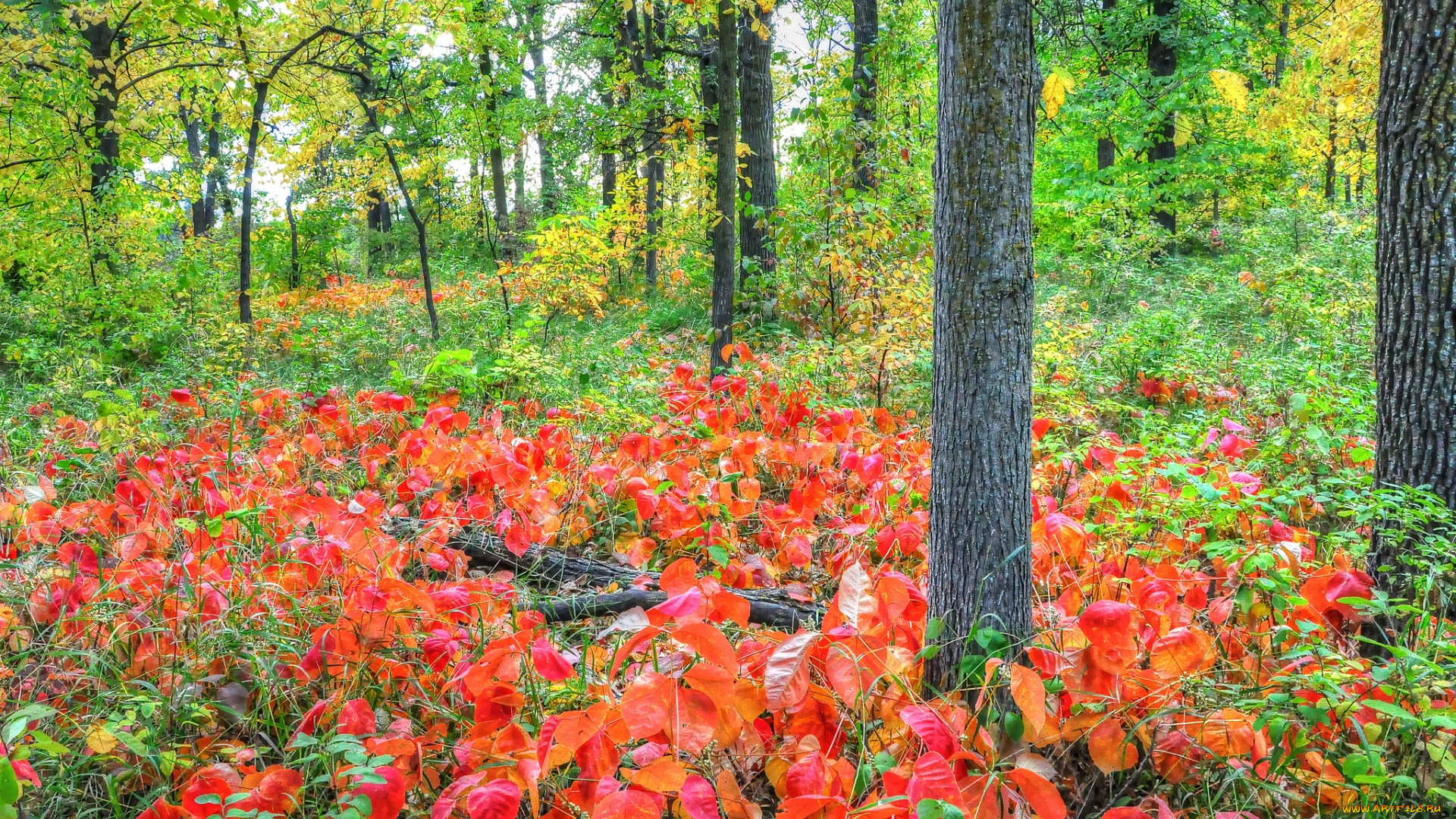 природа, лес, осень, деревья