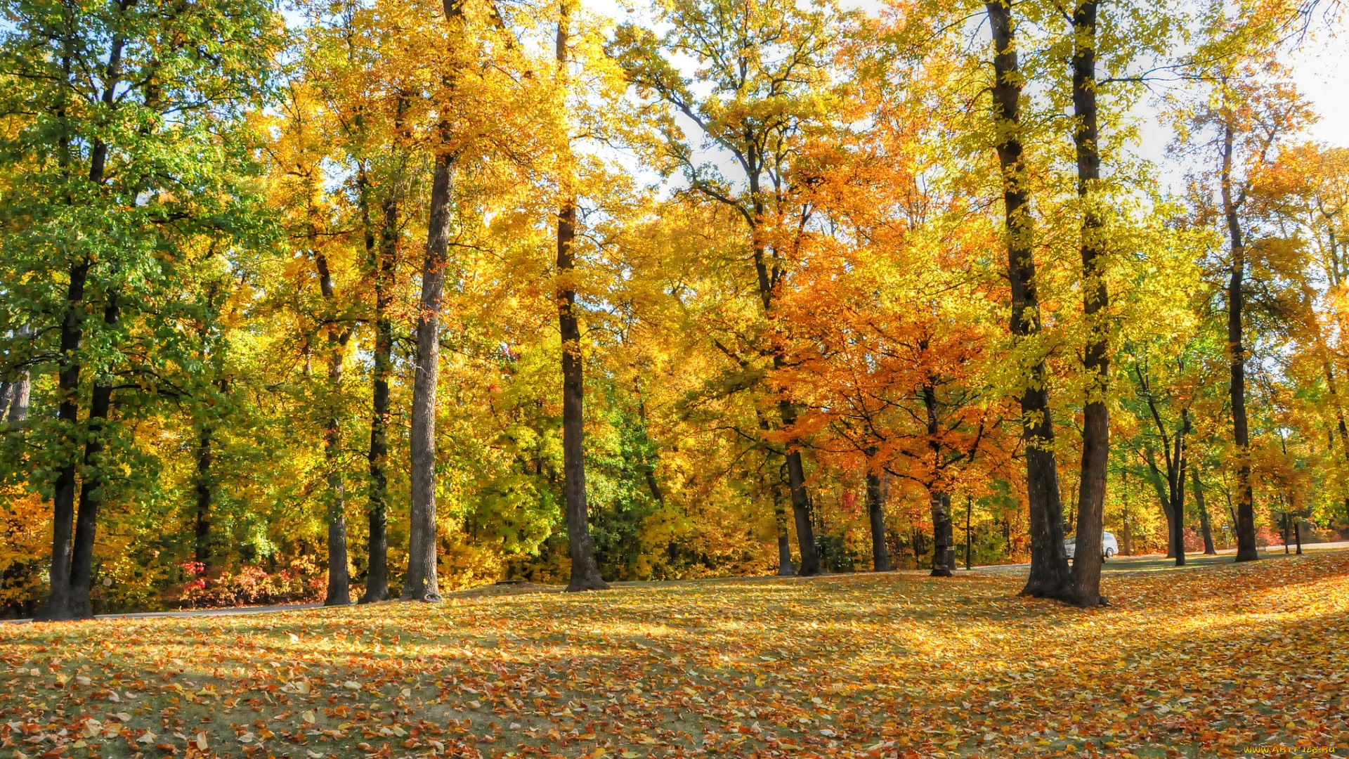 природа, лес, парк, осень, деревья, листья