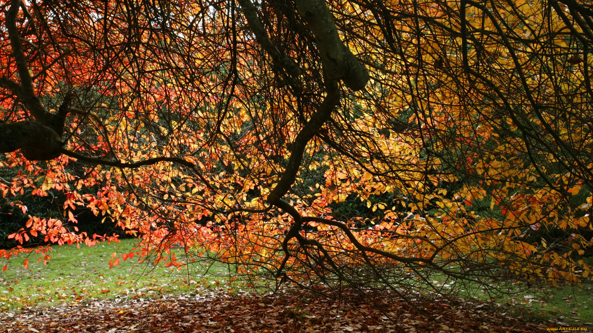 природа, листья, дерево, осень