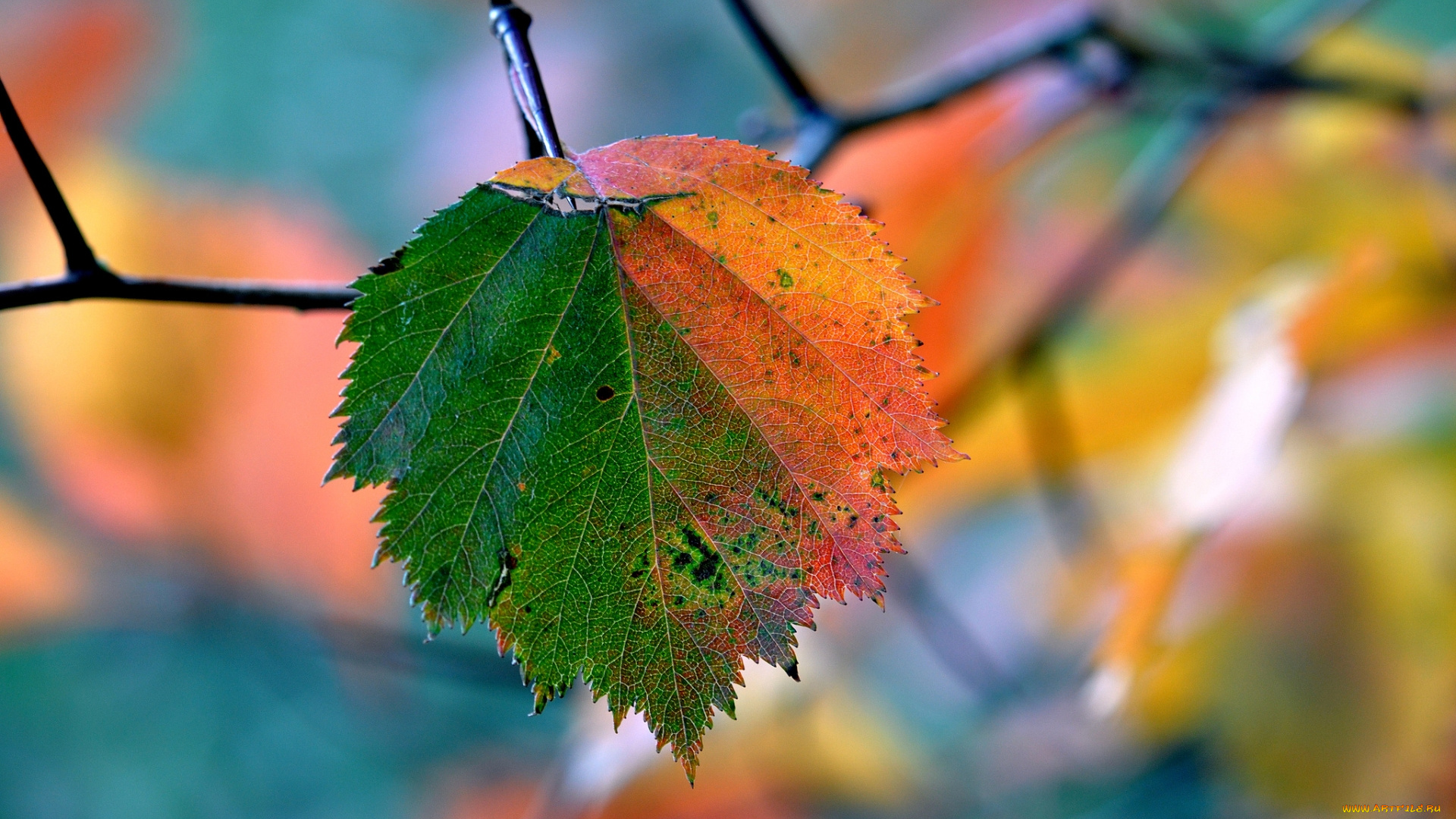 природа, листья, листок, осень, ветка