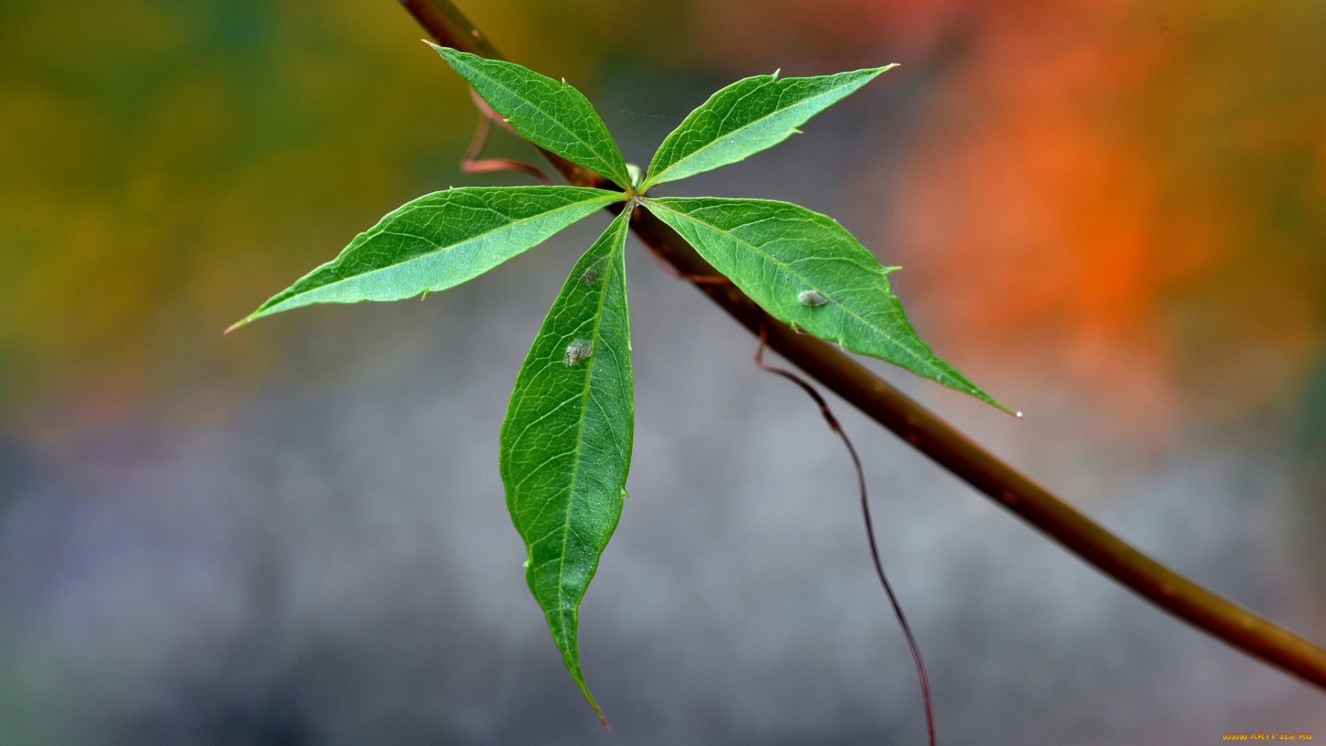 природа, листья, листок, веточка