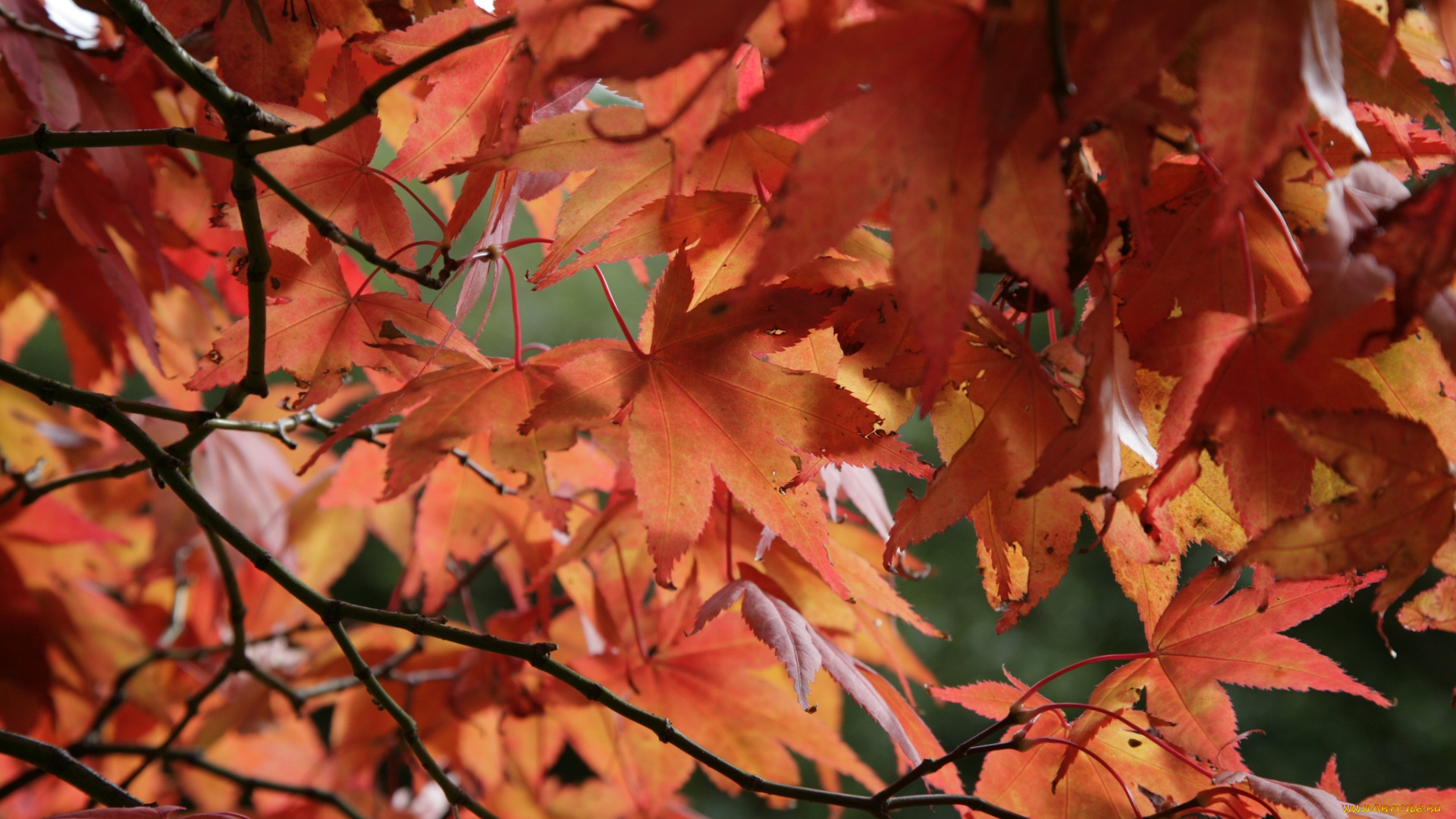 природа, листья, осень, окрас