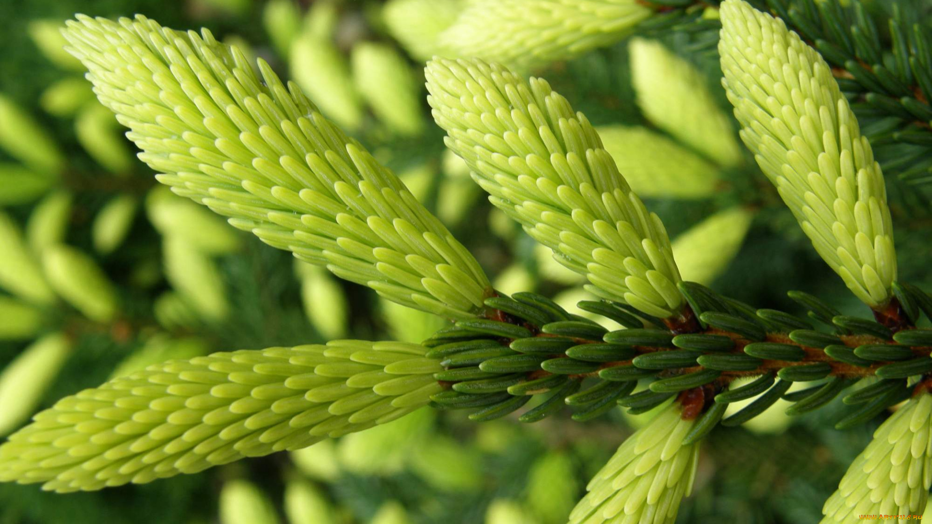 природа, макро, ветка