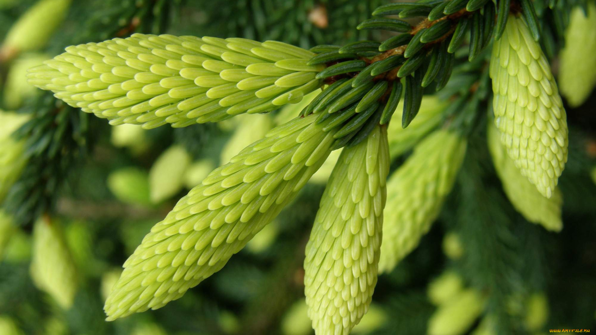 природа, макро, ветка