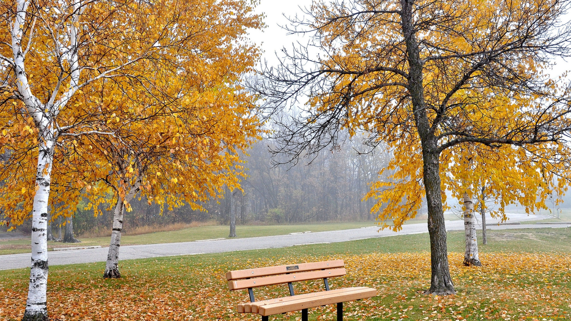 природа, парк, листья, осень, дорожка, деревья