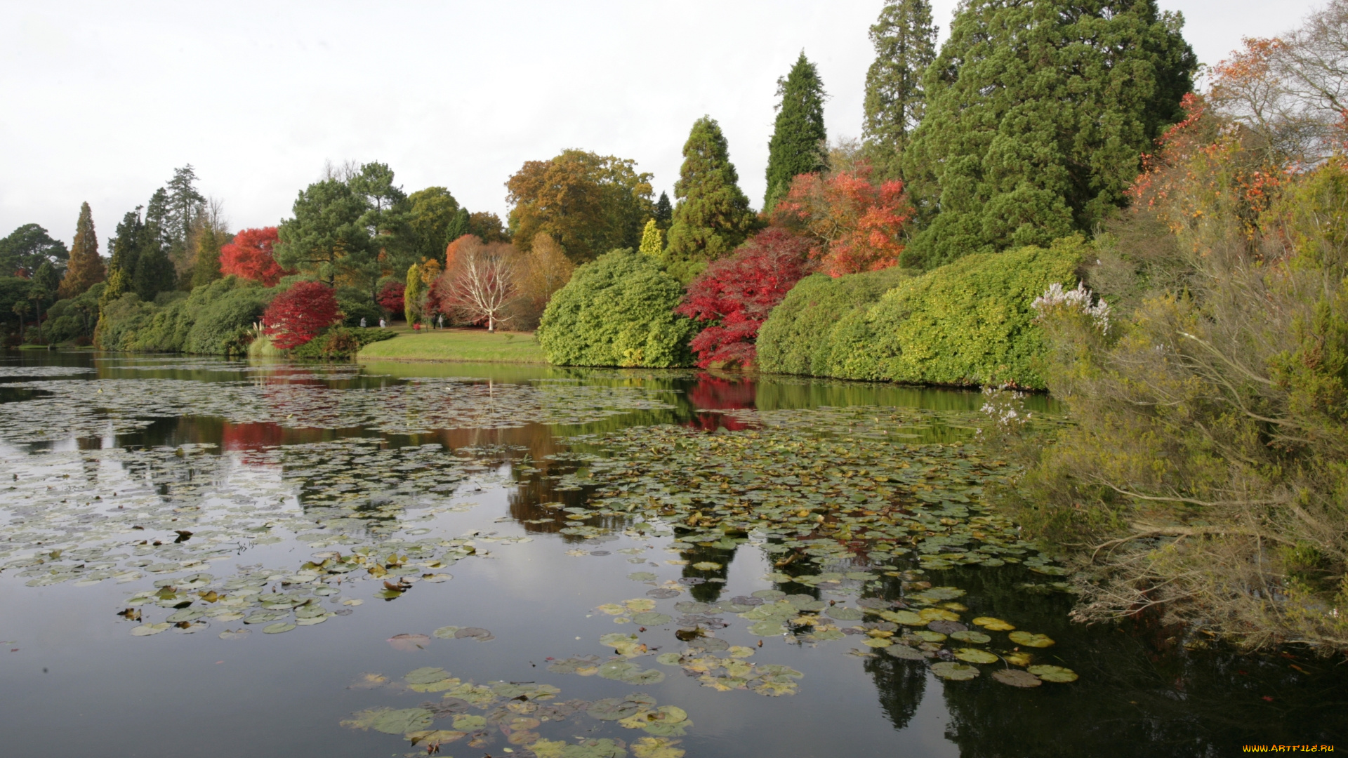 природа, реки, озера, деревья, пруд, осень