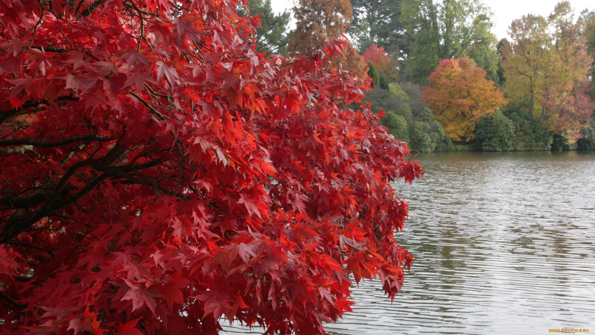 природа, реки, озера, куст, озеро, осень