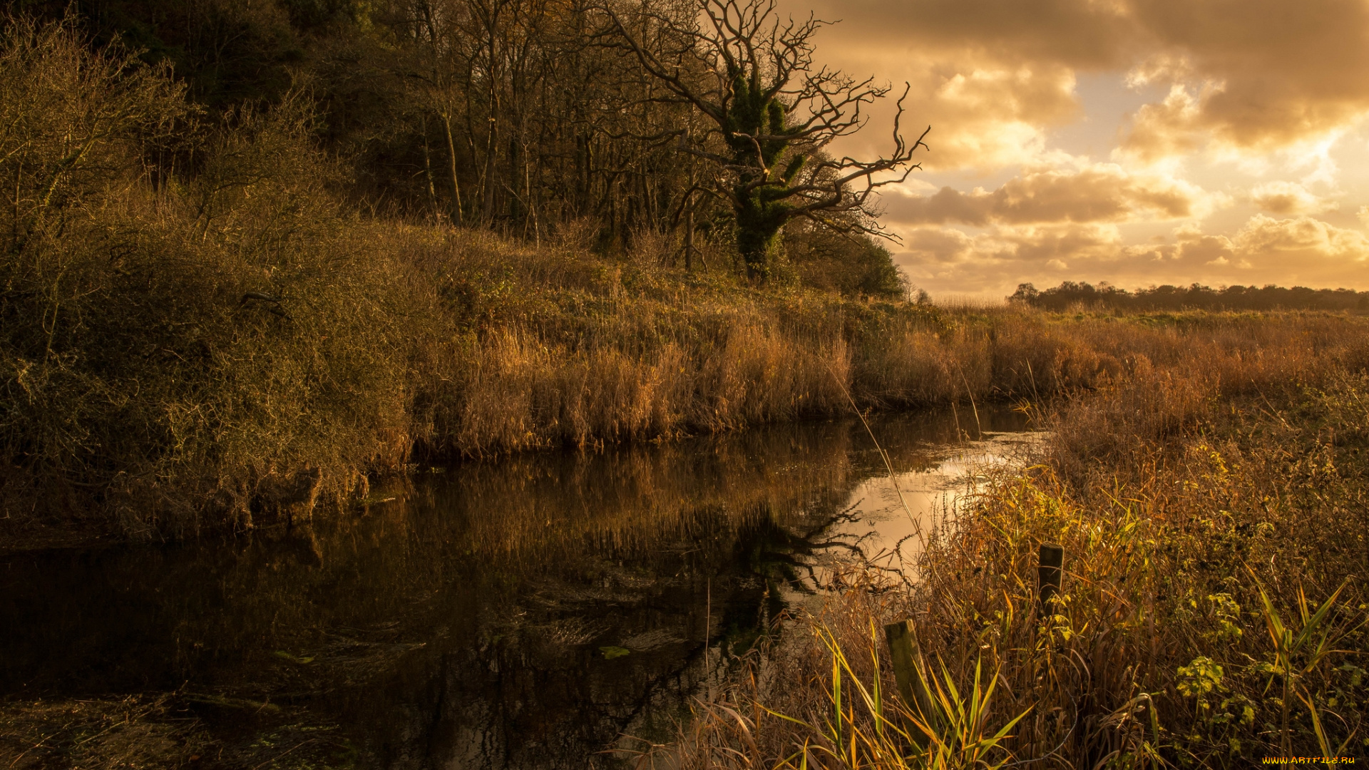 природа, реки, озера, осень, канал, деревья, трава