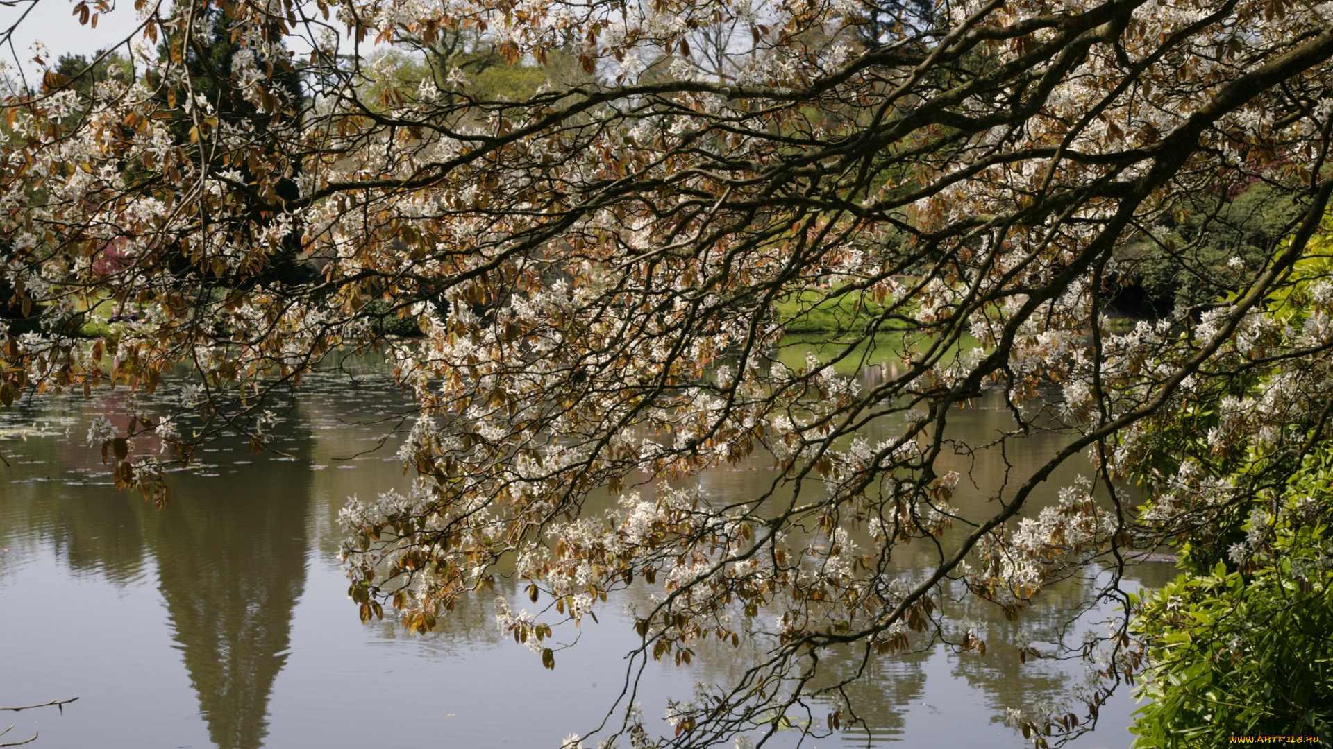 природа, реки, озера, озеро, дерево, цветы