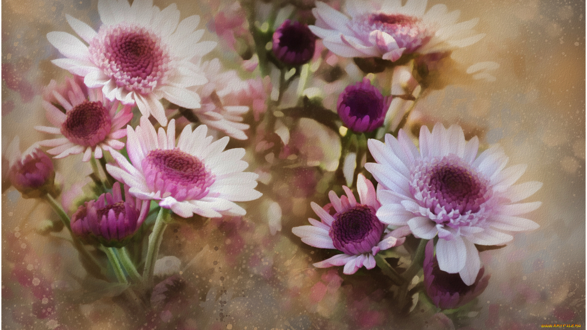 рисованные, цветы, герберы