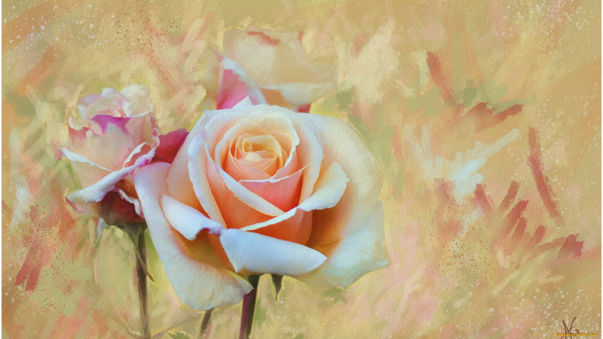 рисованные, цветы, розы