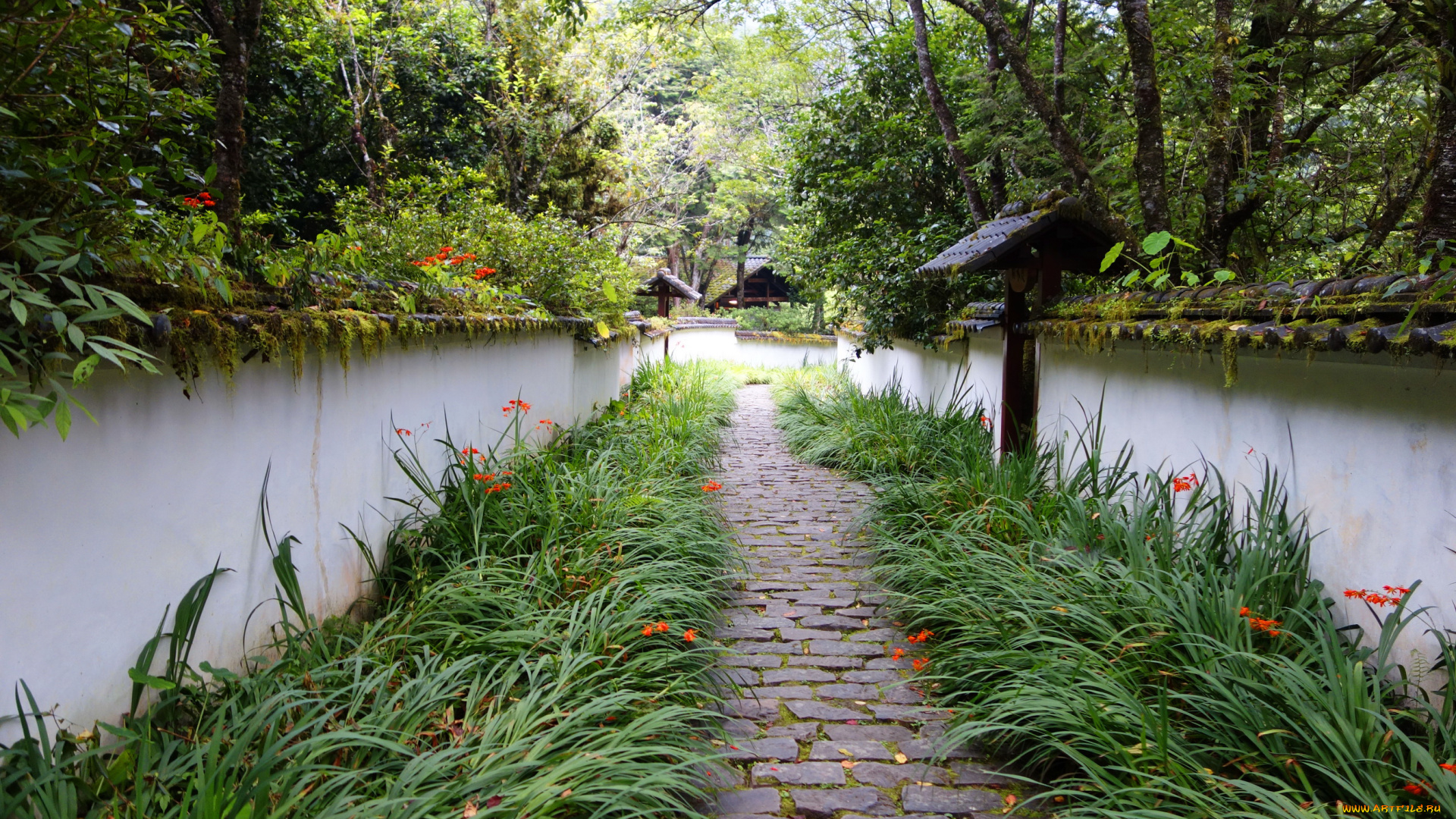 тайвань, природа, парк, река, китай, мостик, деревья, трава