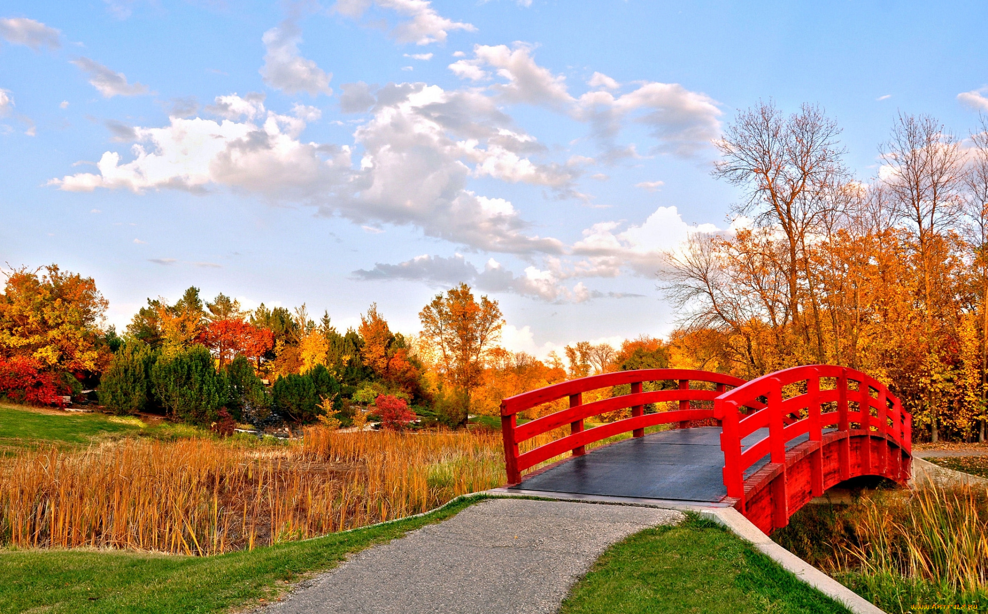 природа, парк, листья, деревья, осень