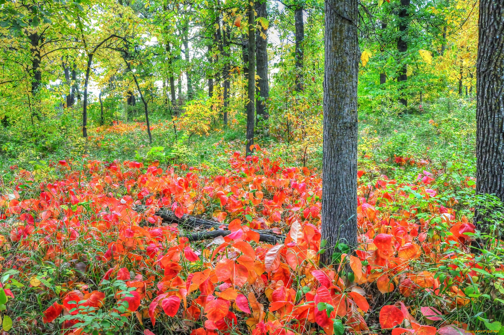 природа, лес, осень, деревья