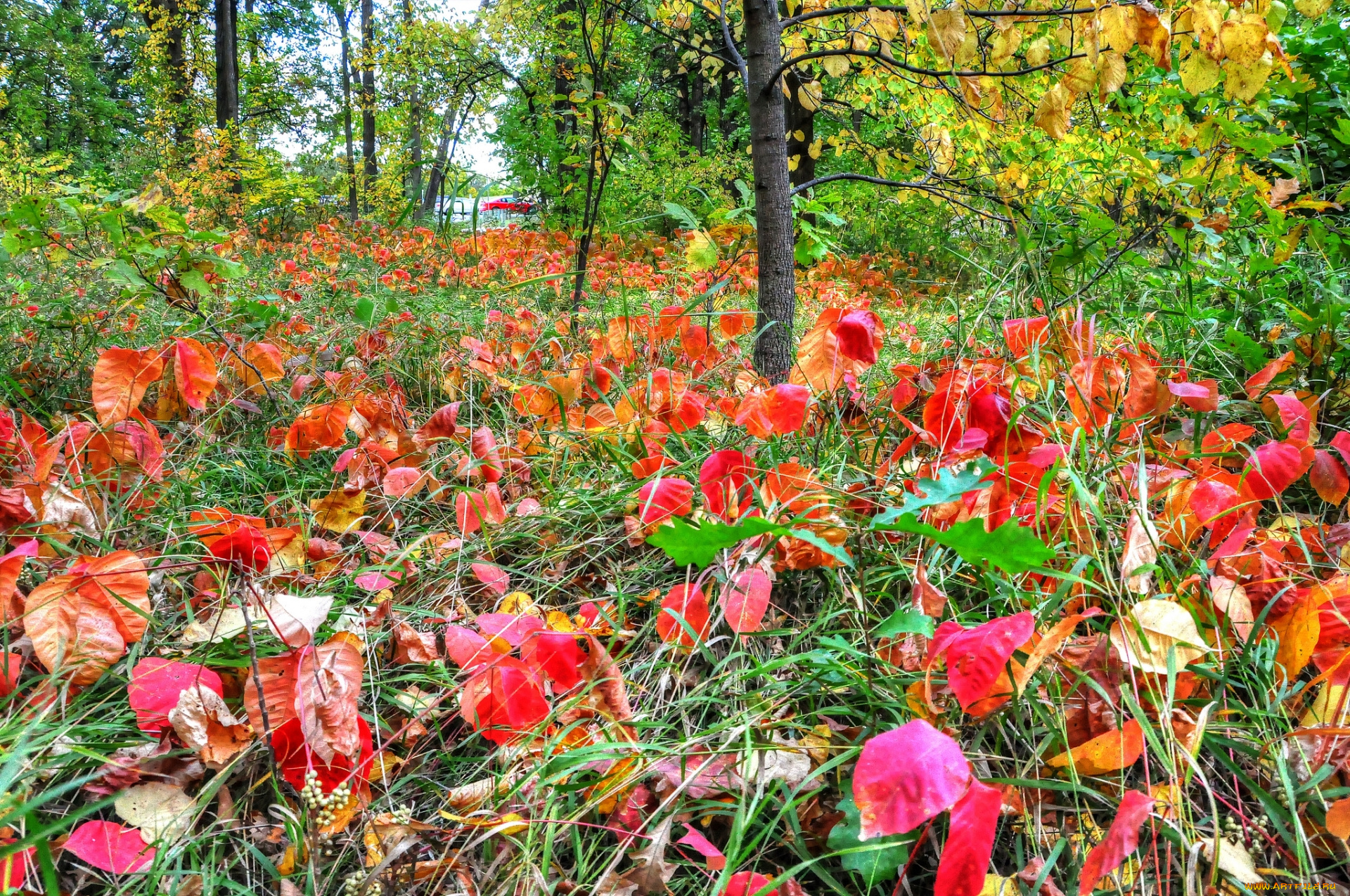 природа, лес, осень, деревья, листва