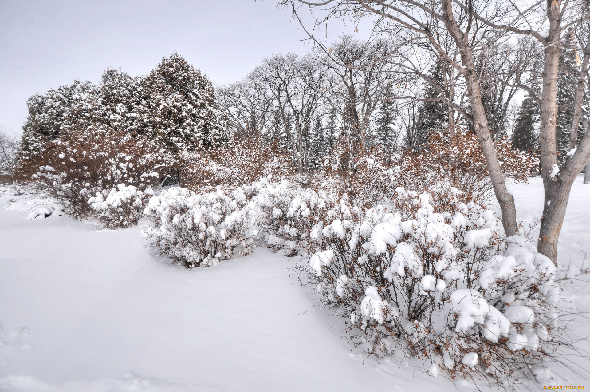 природа, зима, деревья, снег