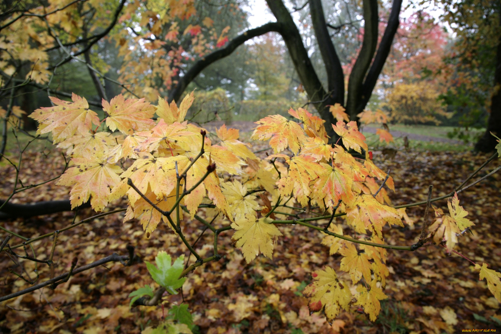 природа, листья, осень