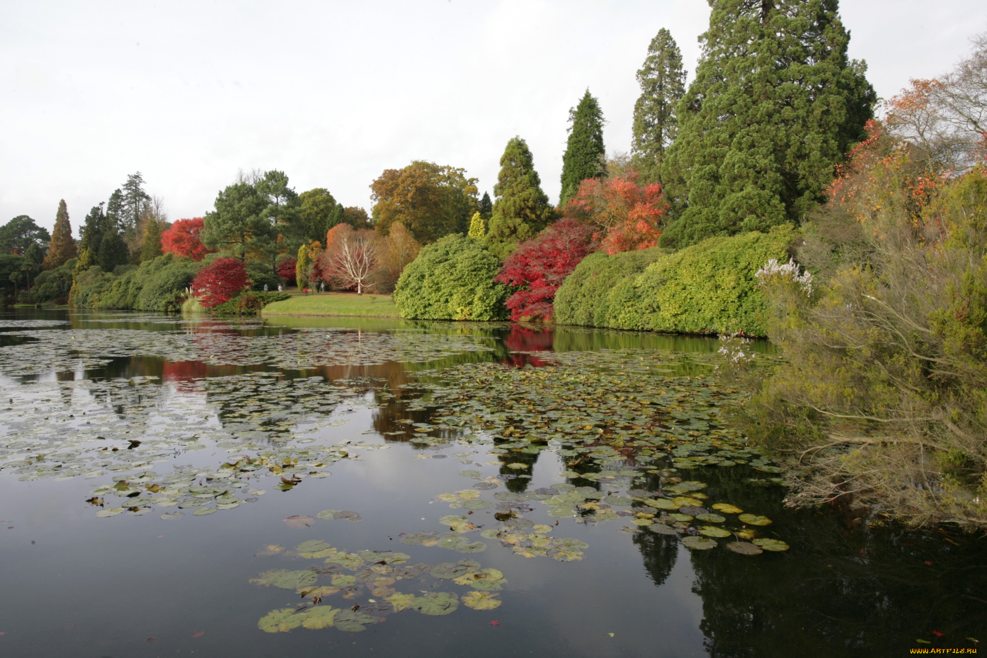 природа, реки, озера, деревья, пруд, осень