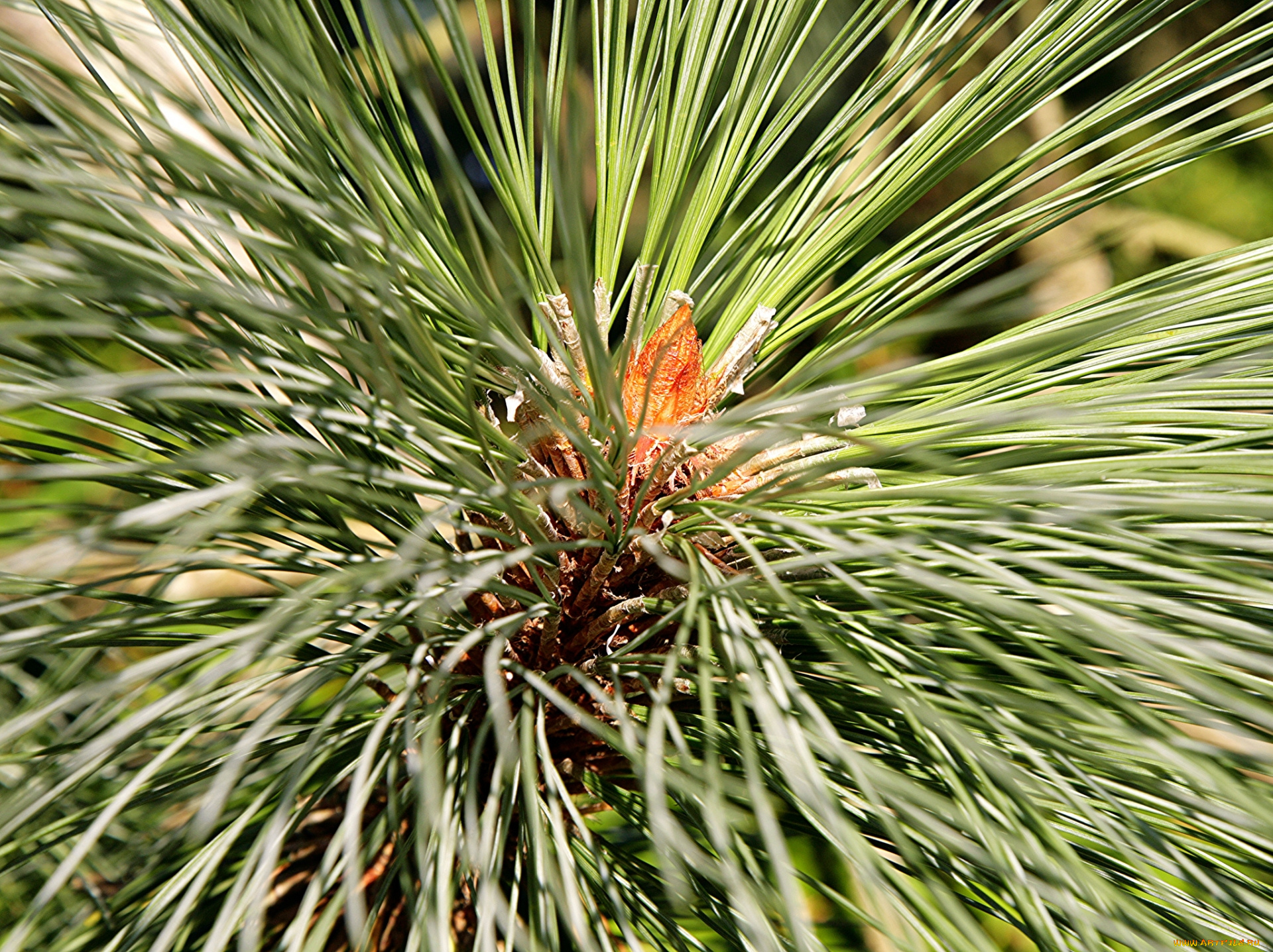 природа, макро, иголки, сосна