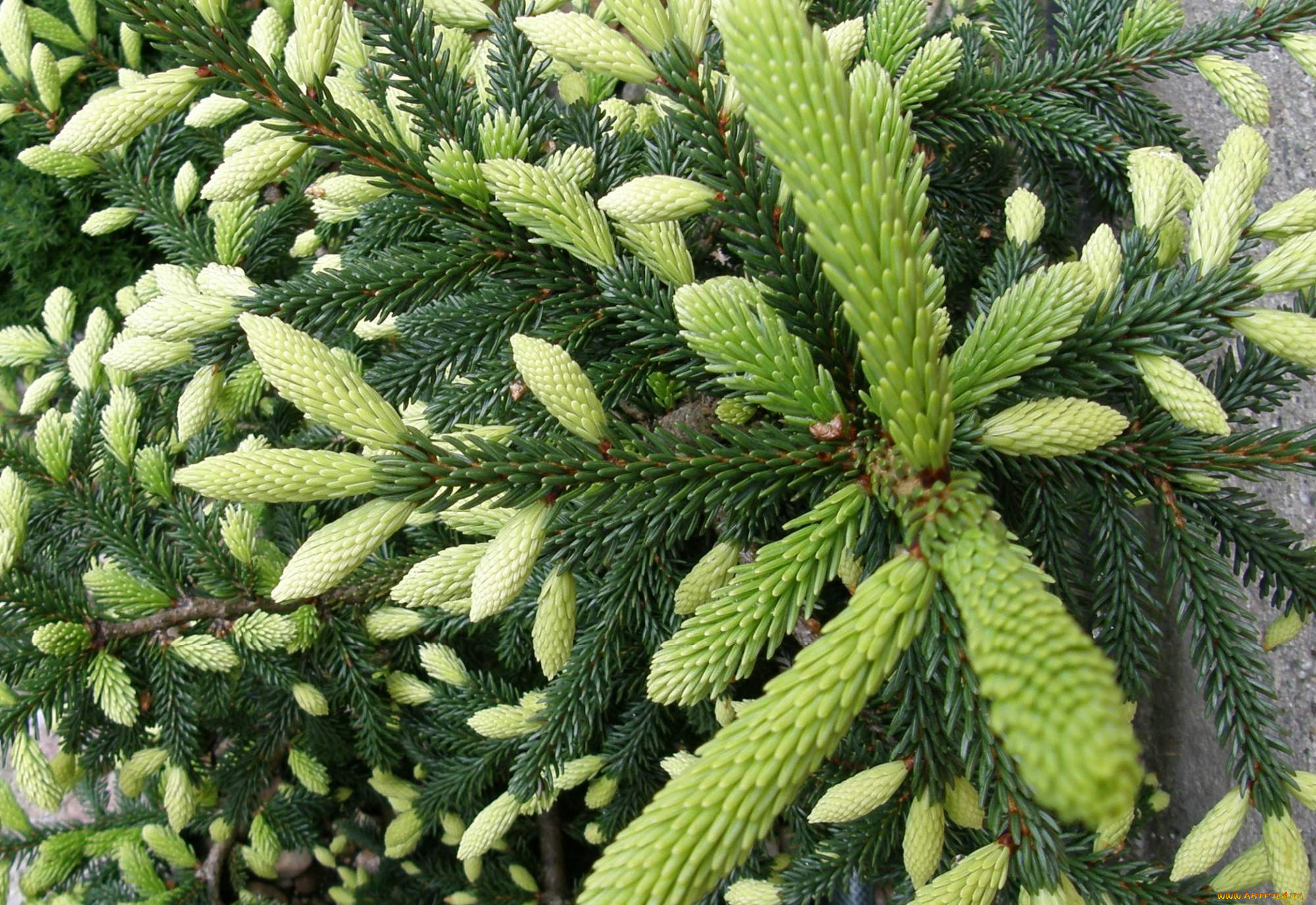 природа, макро, ветка