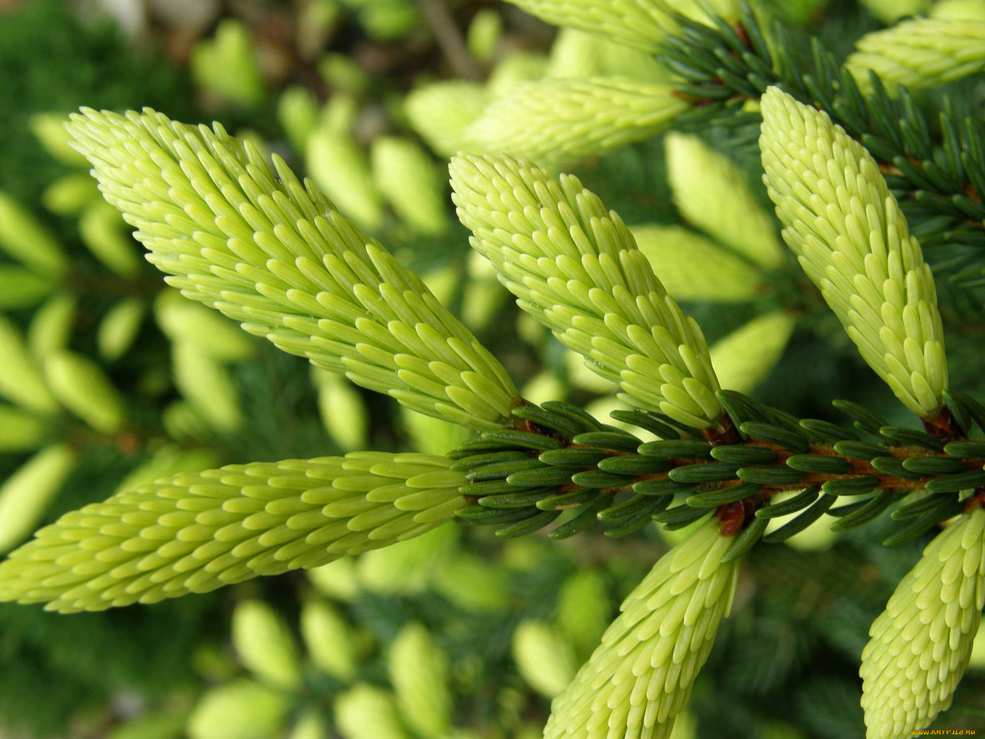 природа, макро, ветка