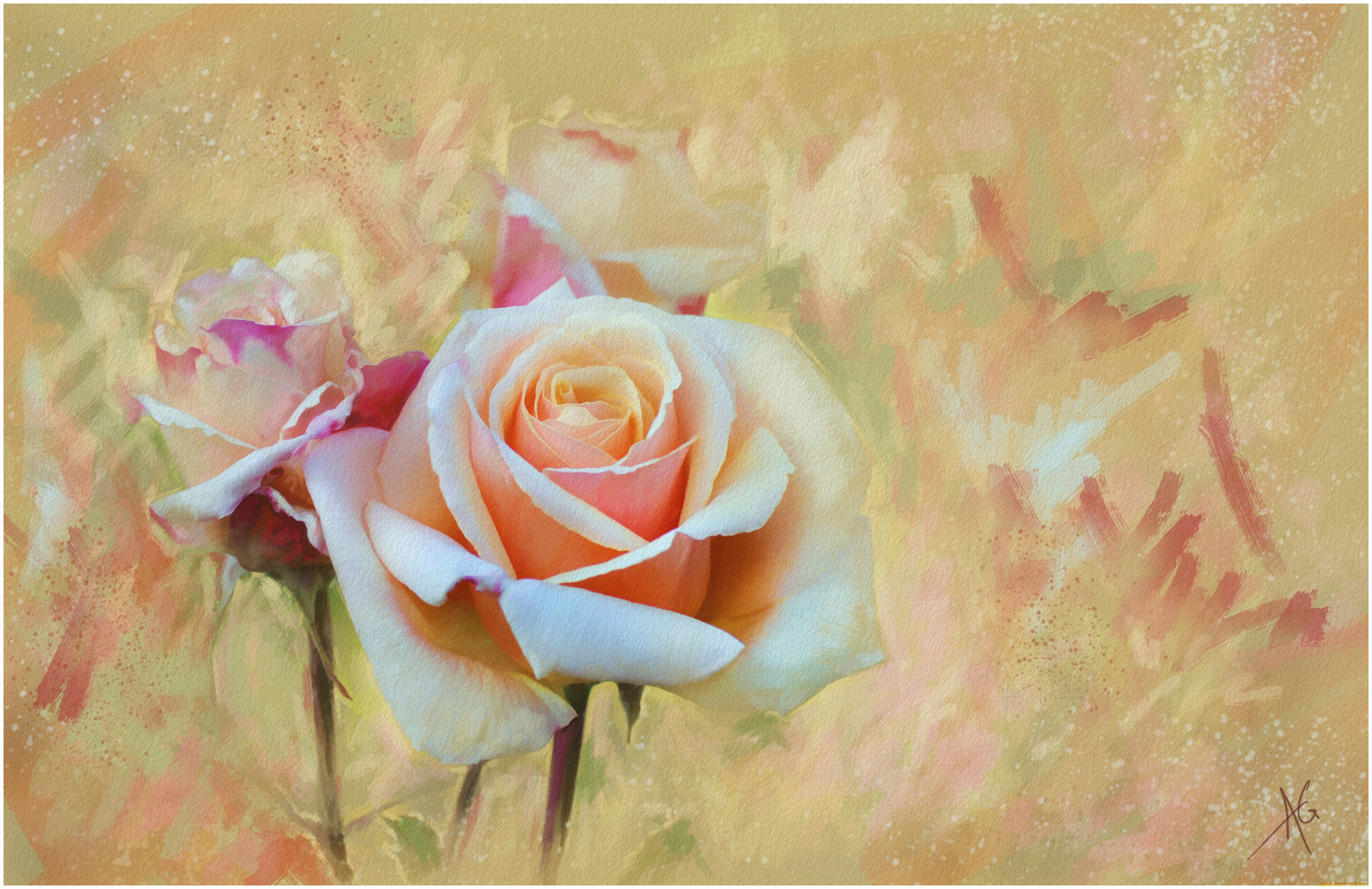 рисованные, цветы, розы