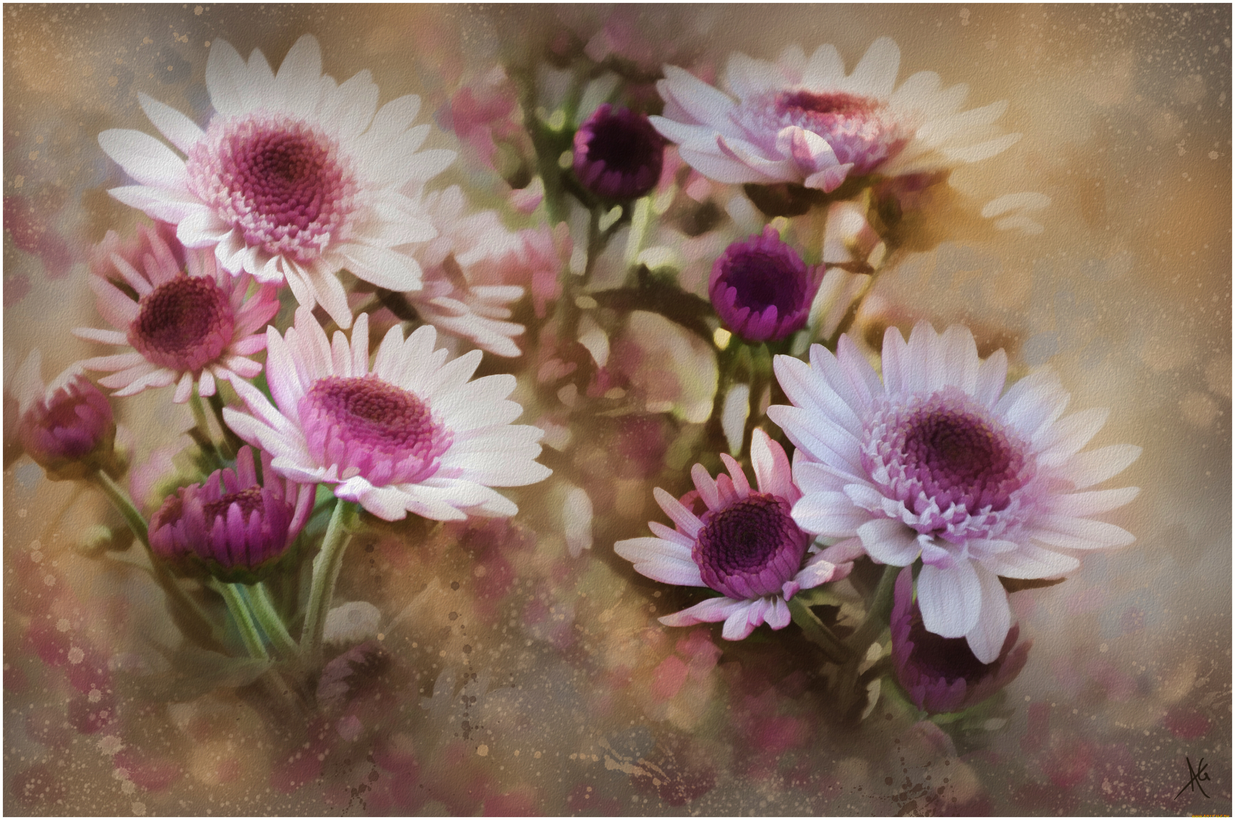 рисованные, цветы, герберы